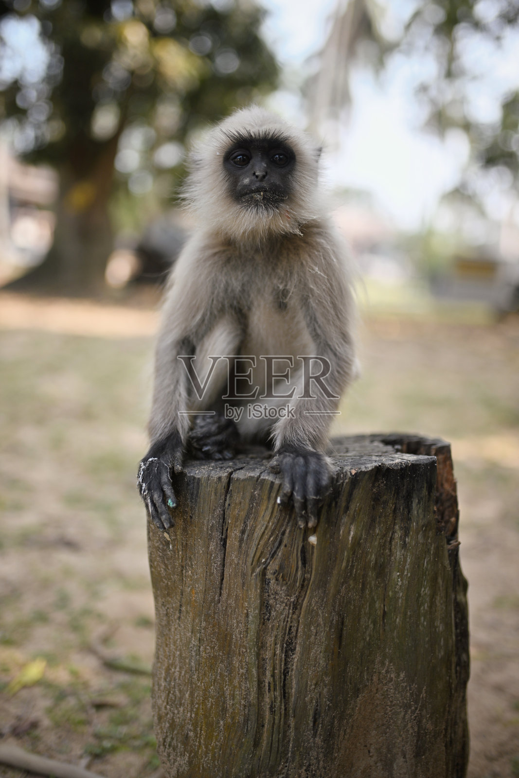 可爱的婴儿长臂猿坐在木头上照片摄影图片
