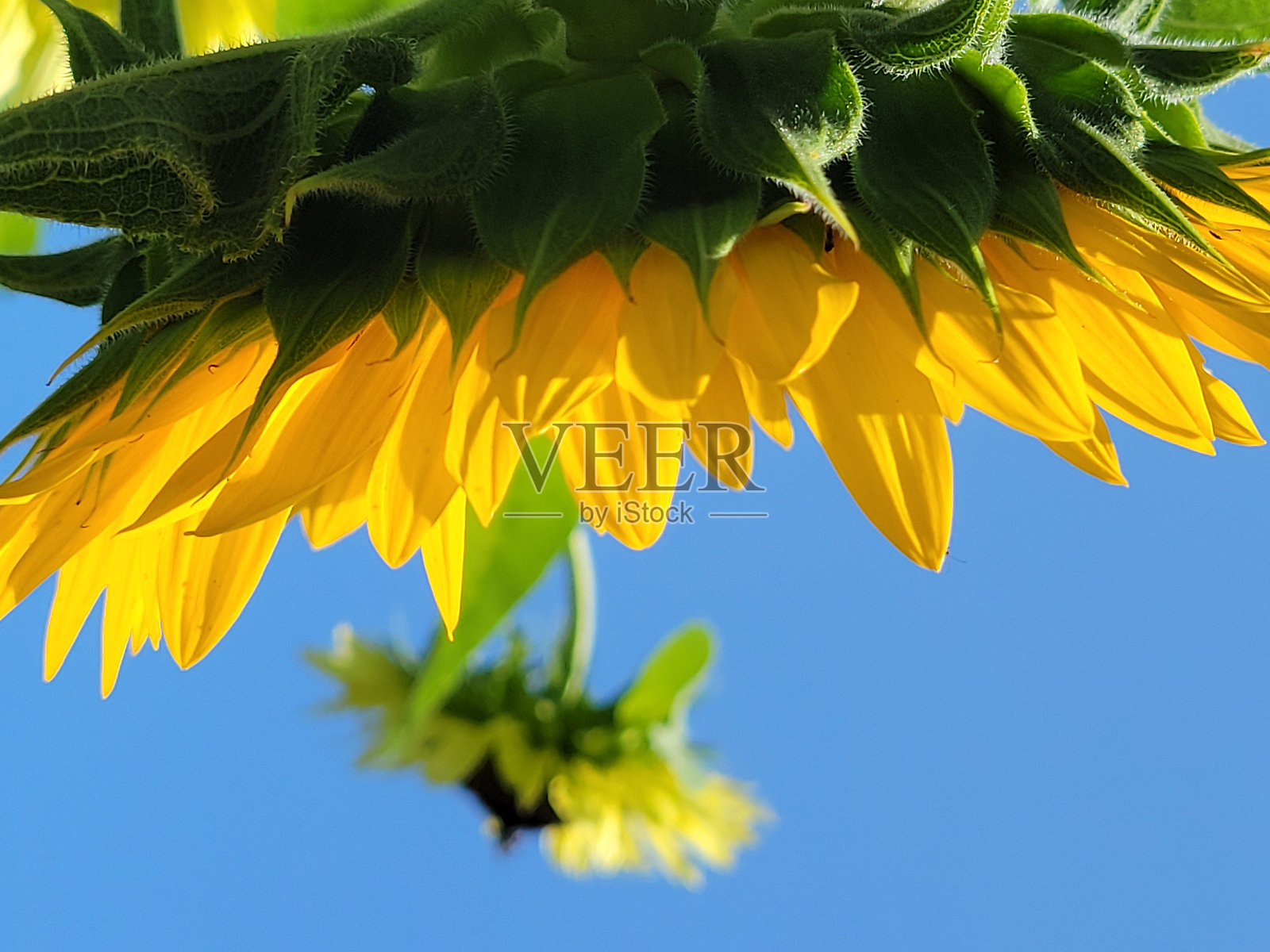 向日葵与天空照片摄影图片