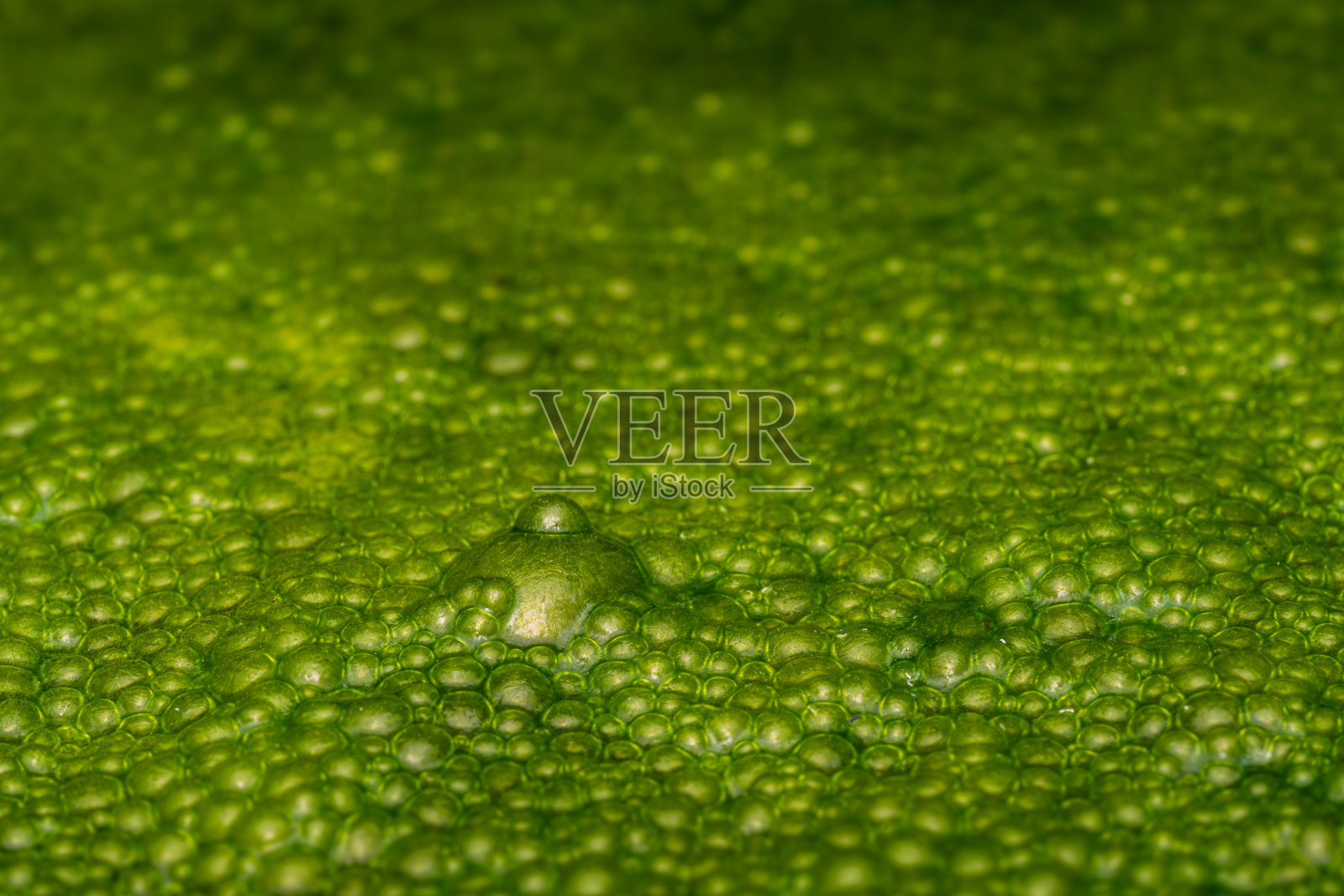 绿色藻类繁殖的特写，显示表面的气泡。照片摄影图片