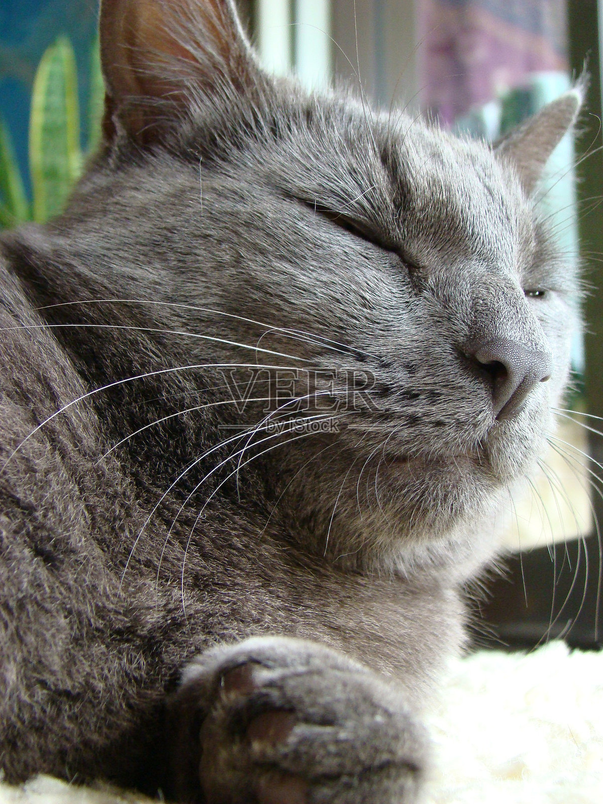 汤姆猫照片摄影图片