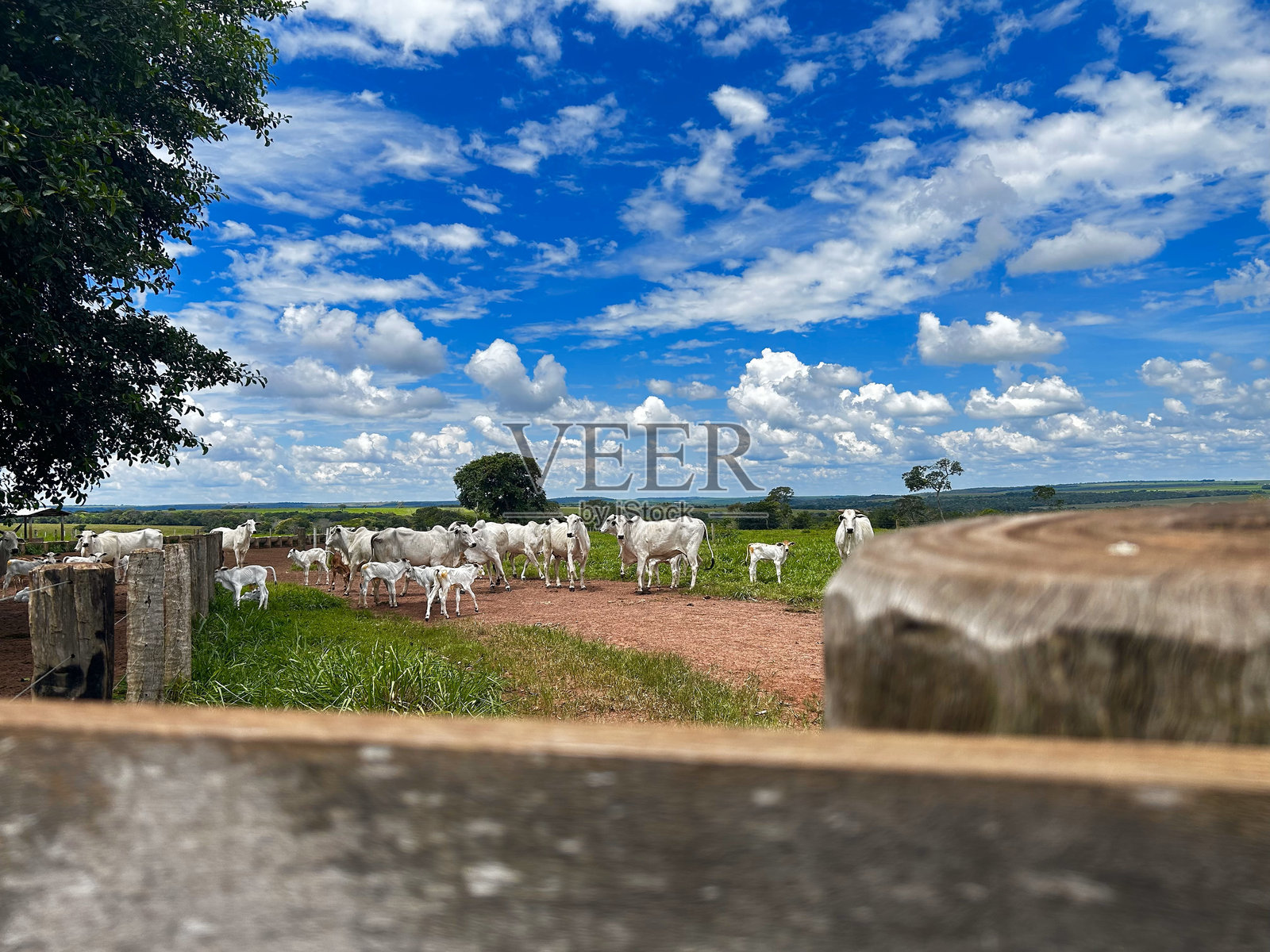 一群带小牛的内罗牛在高强度草地系统项目中。畜牧场照片摄影图片
