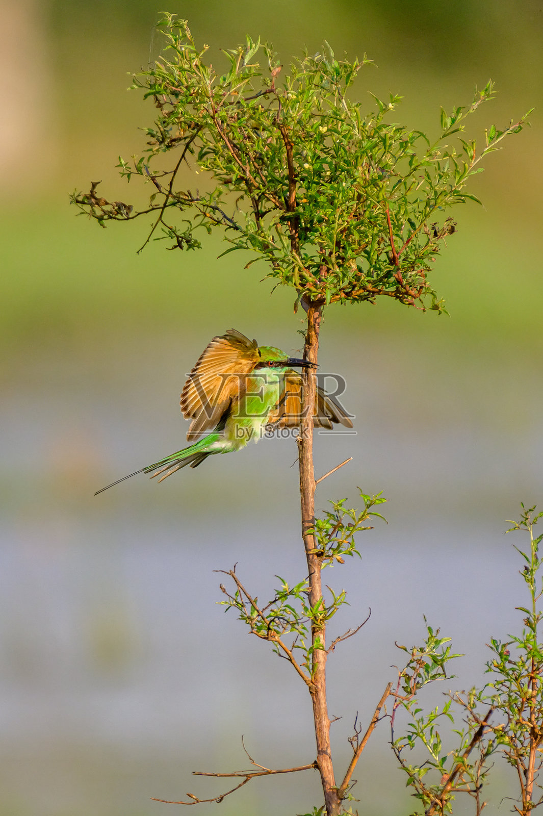 蜜蜂吃鸟照片摄影图片