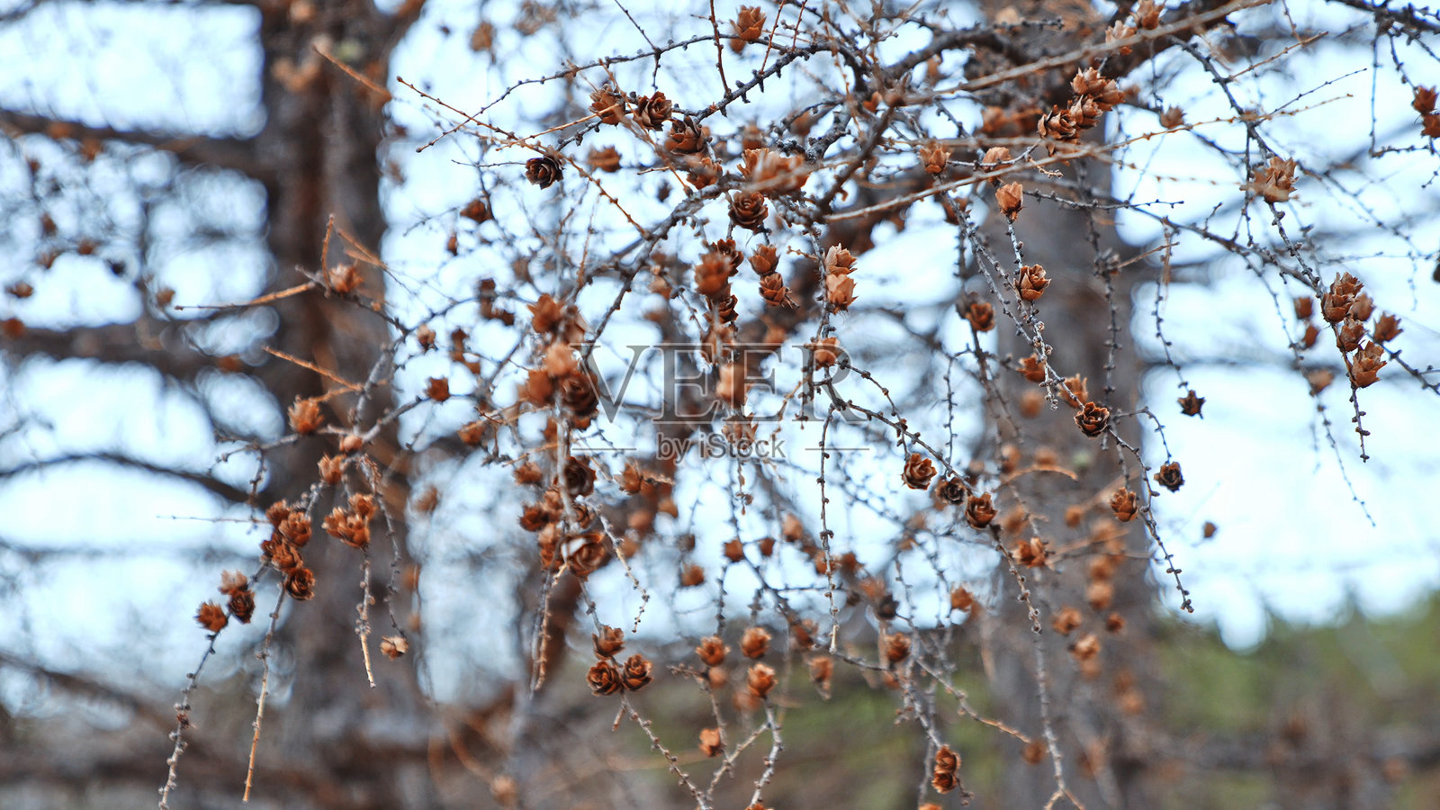 大兴安岭的白桦林，内蒙古自治区呼伦贝尔，中国，亚洲。照片摄影图片
