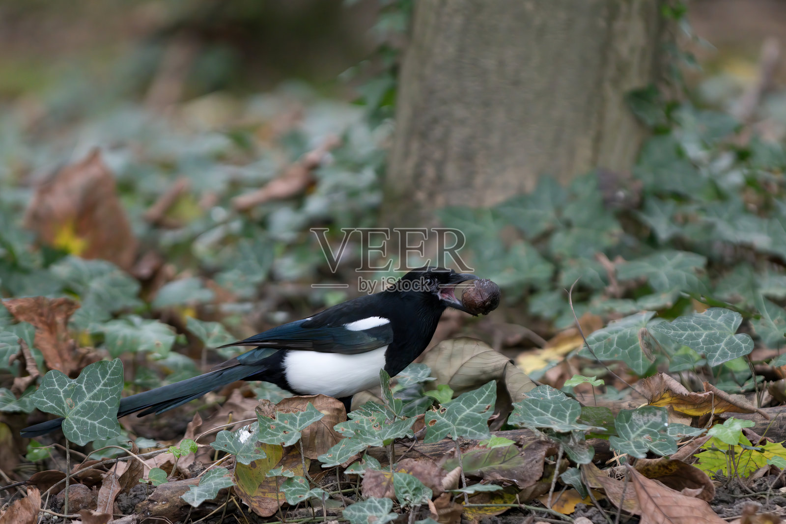 欧洲喜鹊叼着一个坚果照片摄影图片