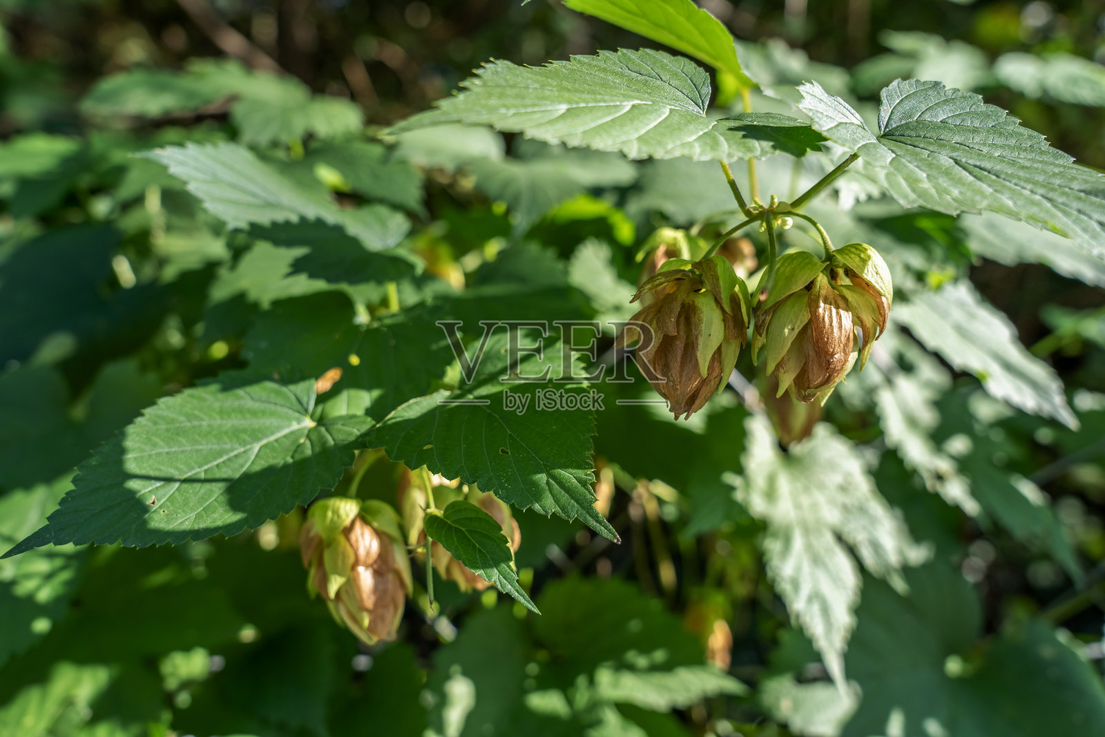 绿色生长的啤酒花。夏季野生啤酒花的生长。照片摄影图片