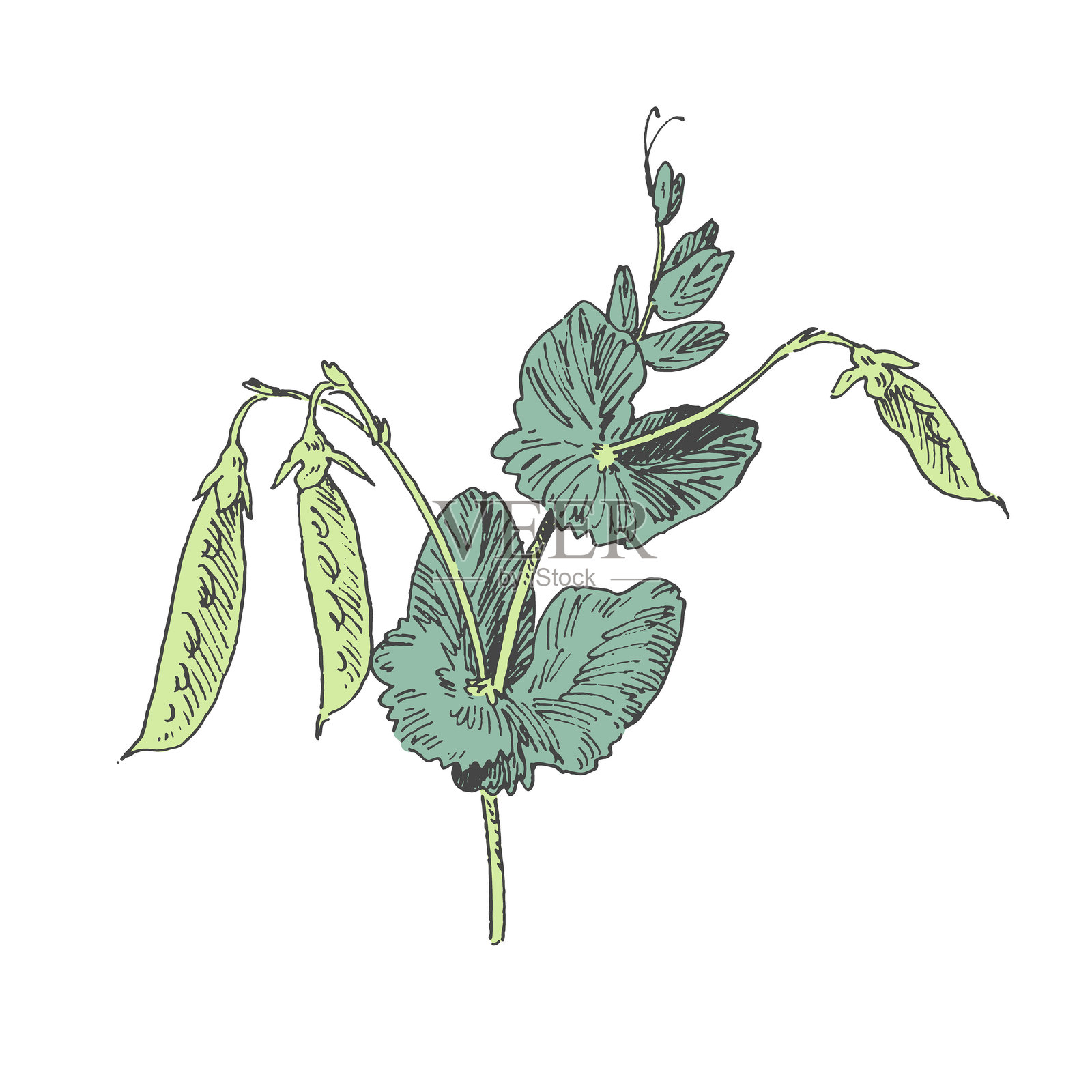 有豆荚和叶子的绿色豌豆茎插画图片素材