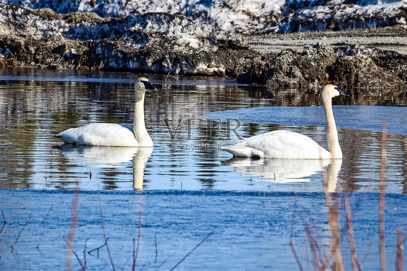 天鹅在池塘中的倒影照片摄影图片