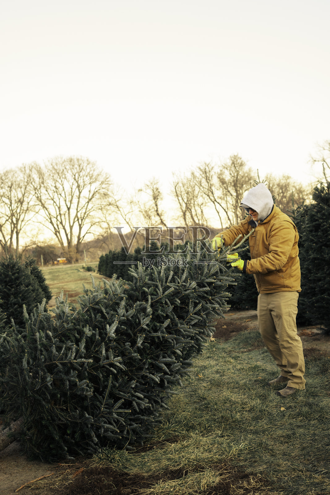 成年男子在圣诞树农场砍伐一棵树照片摄影图片