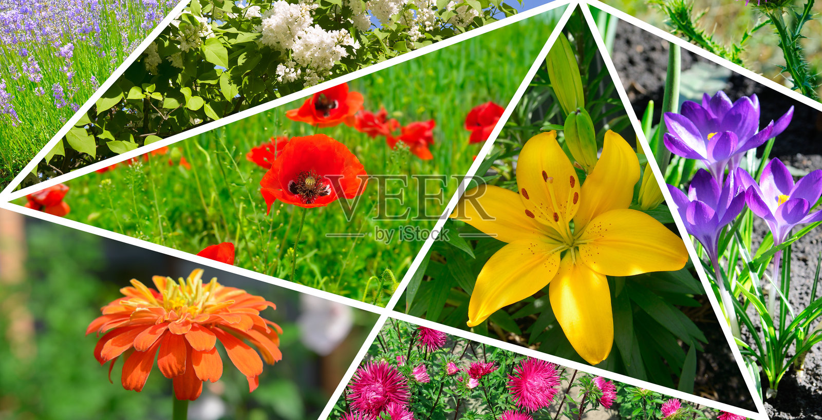 色彩缤纷的花园拼贴画。照片摄影图片