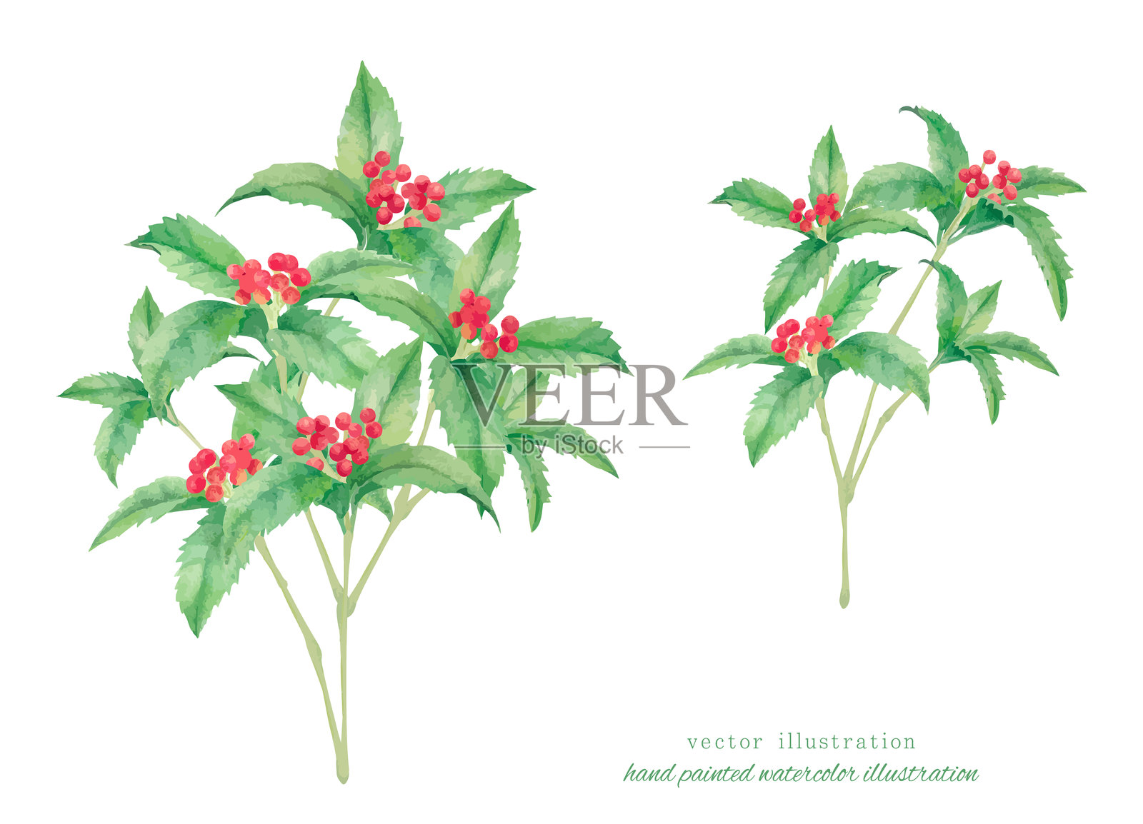 千両插画图片素材