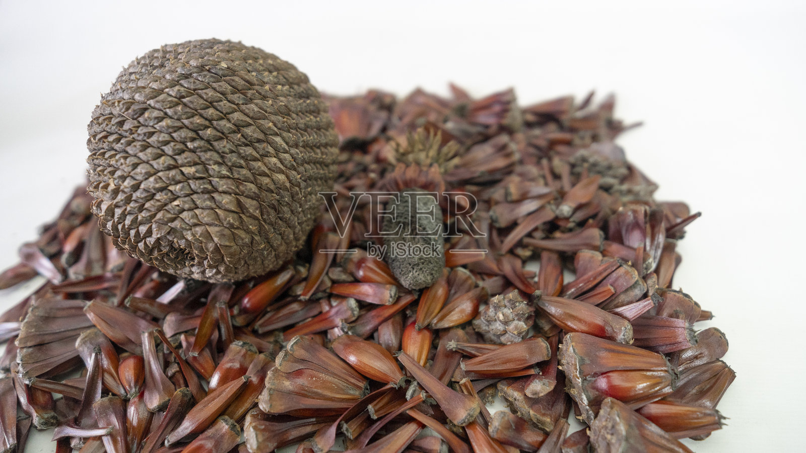 pinh<e:1>是巴西农村地区的典型特征照片摄影图片