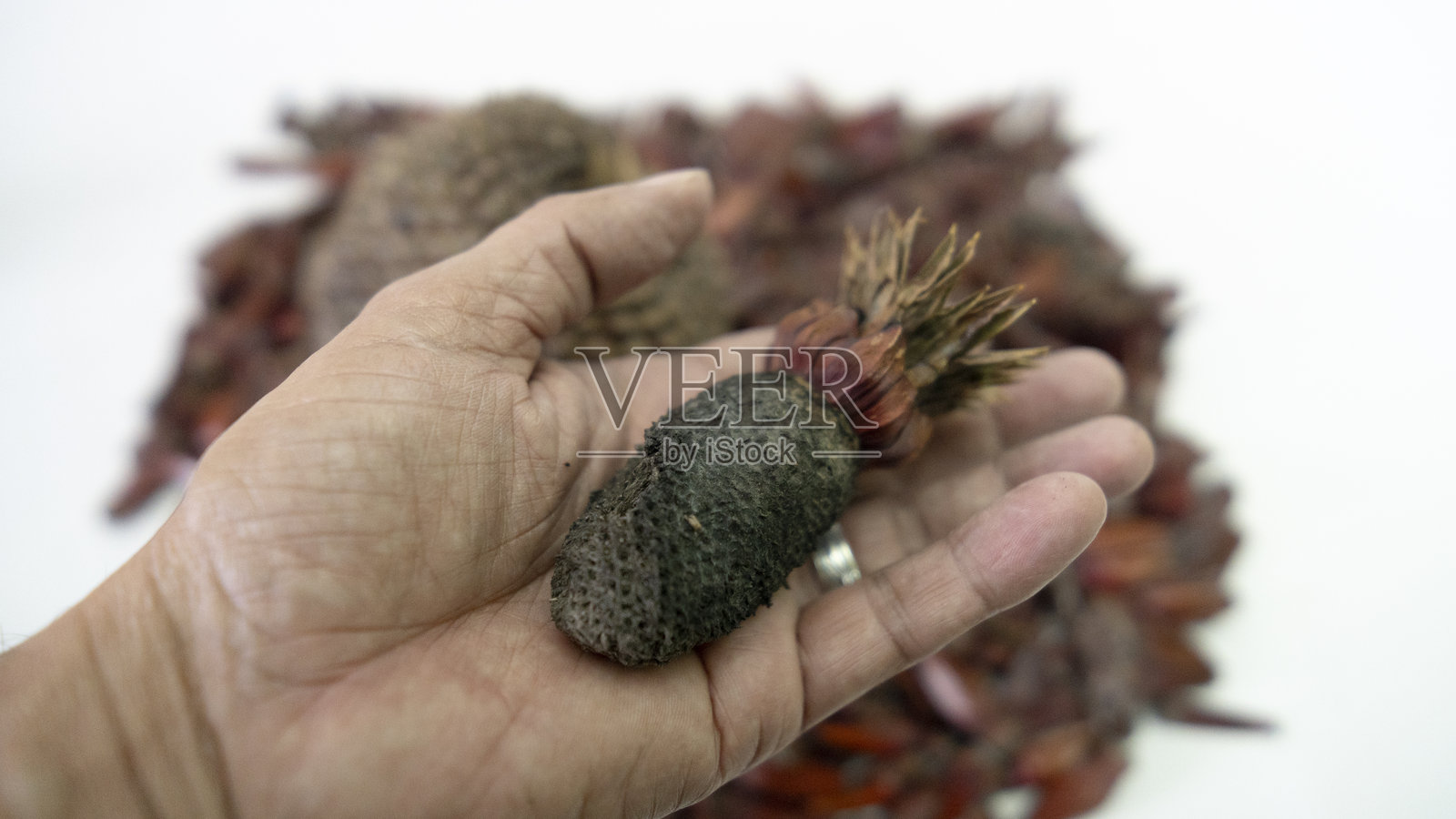 pinh<e:1>是巴西农村地区的典型特征照片摄影图片