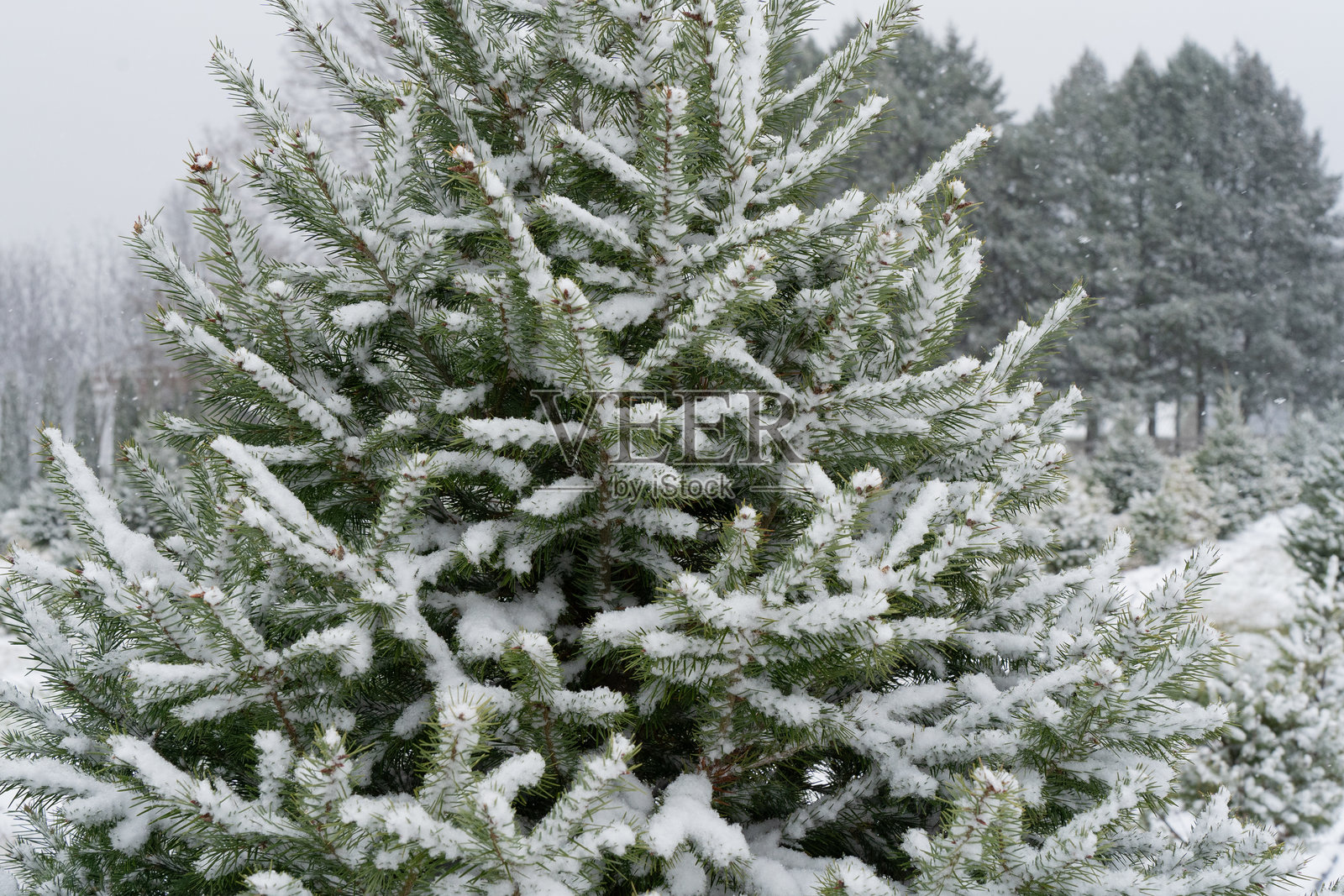 被雪覆盖的圣诞树照片摄影图片