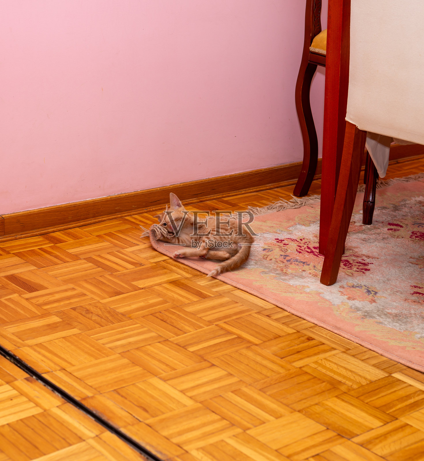 橘色小猫在地毯上玩耍照片摄影图片