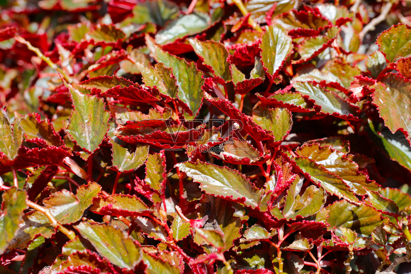 花园里的秋海棠植物照片摄影图片