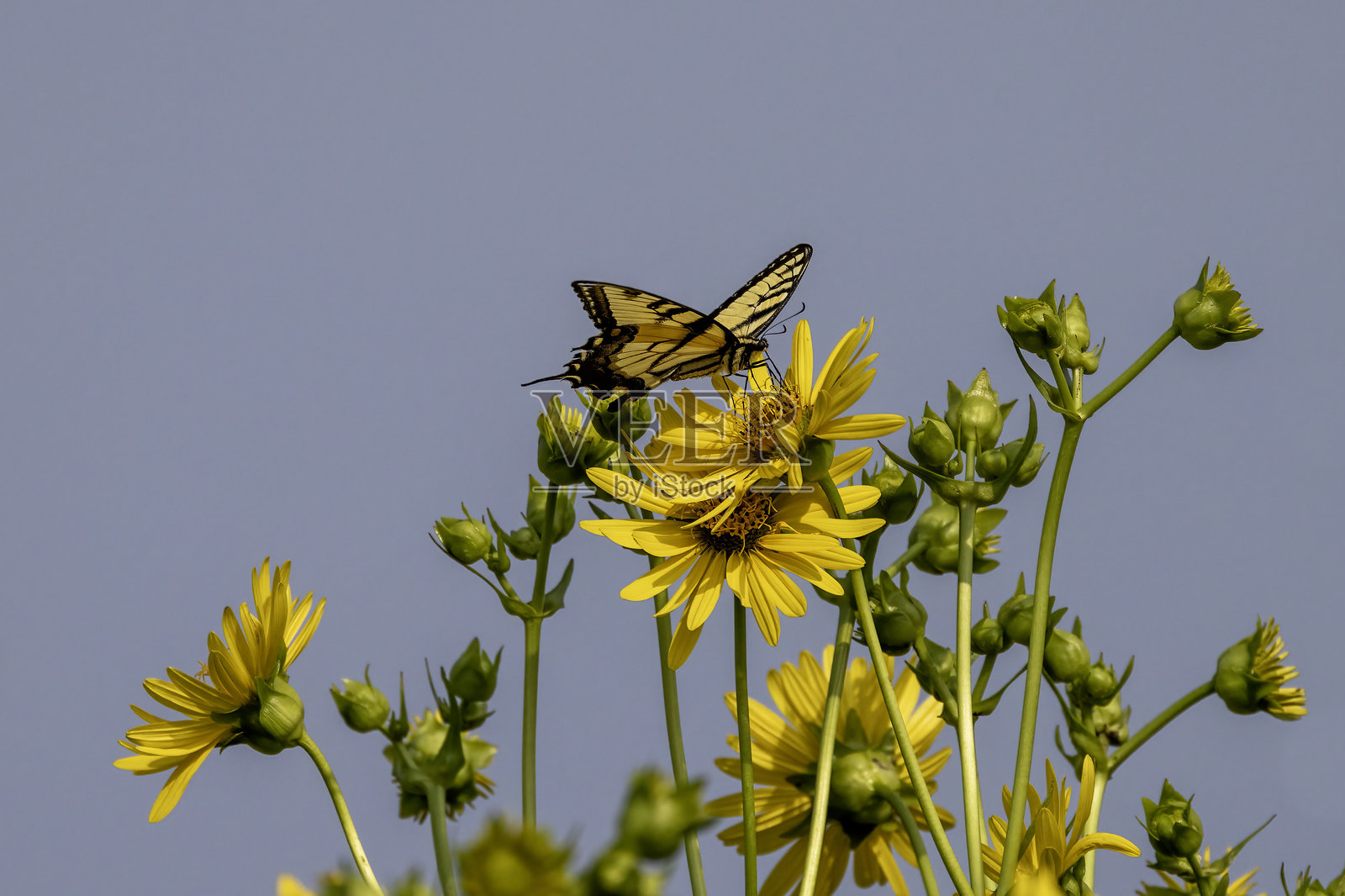 树脂草 (Silphium integrifolium)照片摄影图片