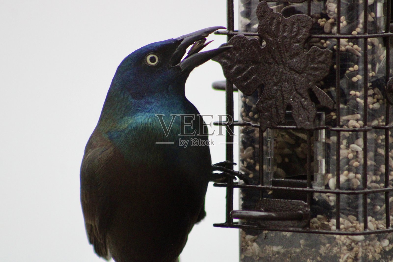 在鸟食器上的普通黑鸦照片摄影图片