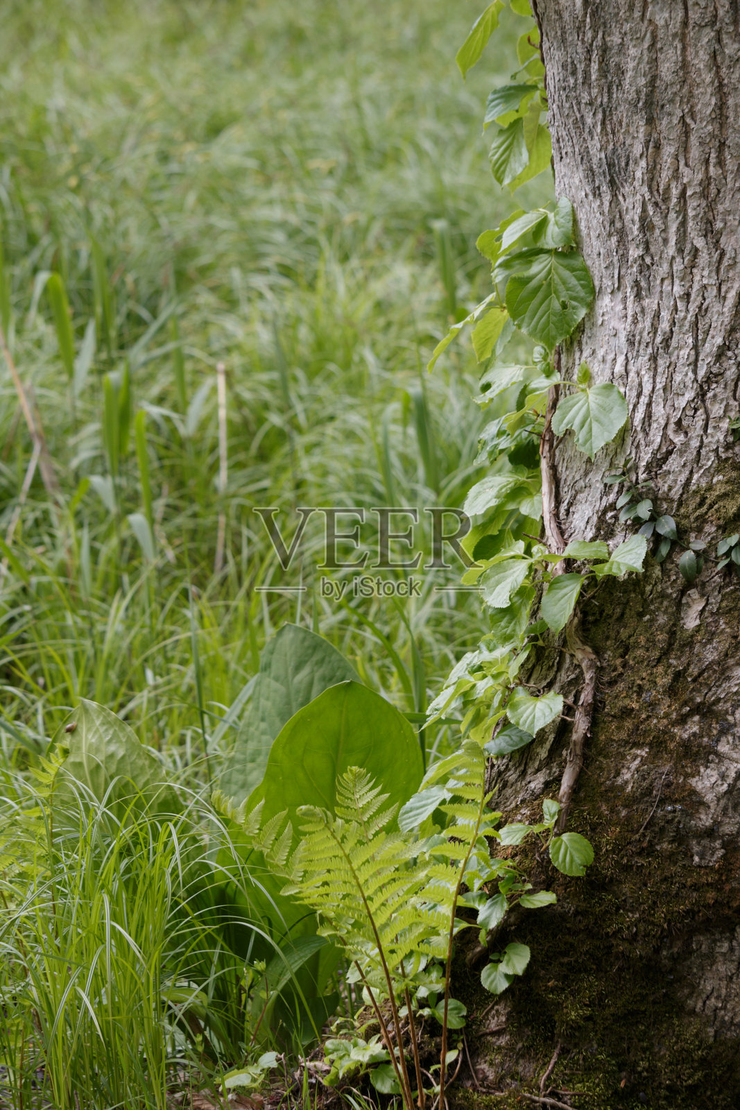 树干上的攀缘植物，背景是绿色的草地照片摄影图片