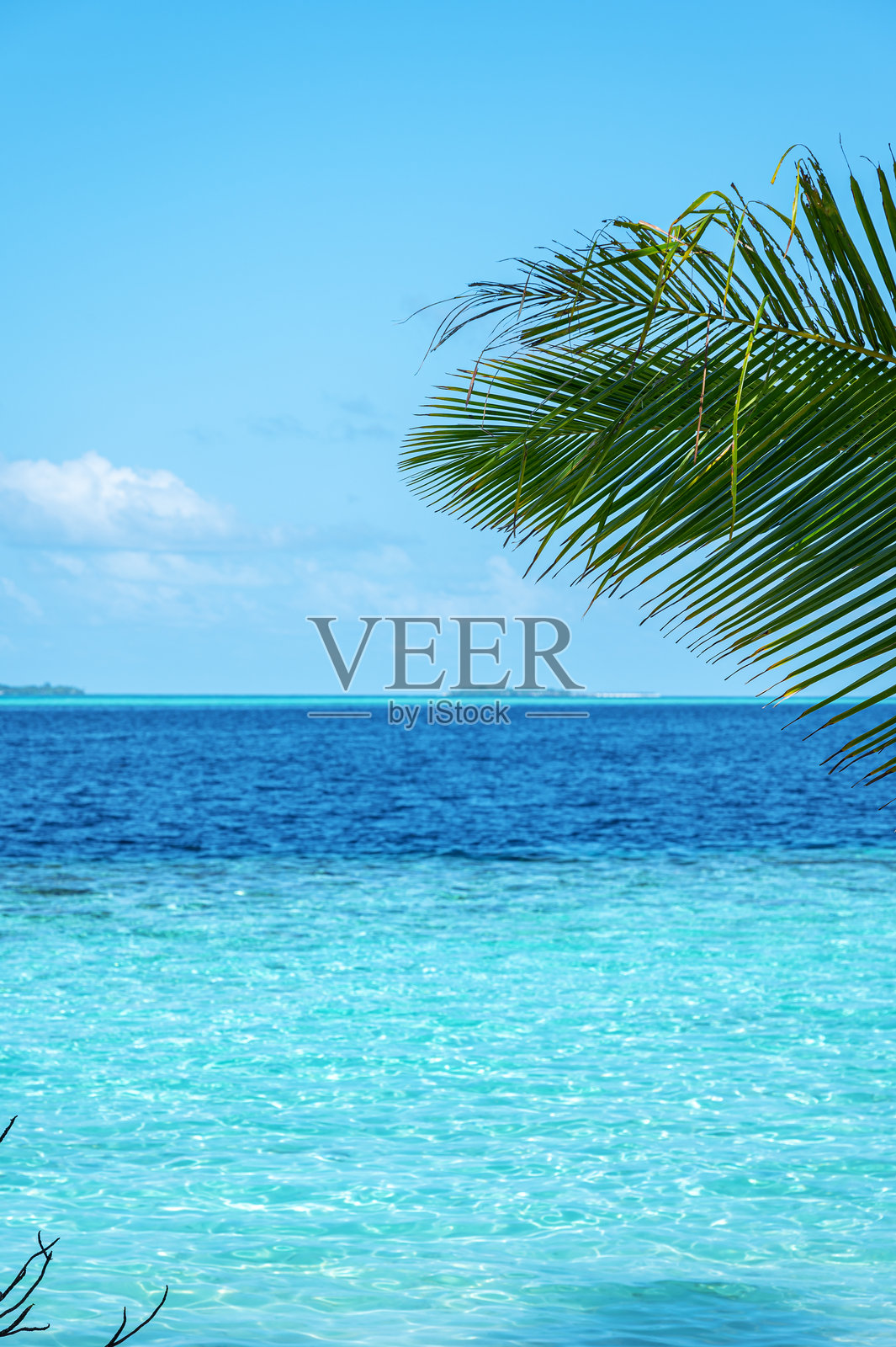 热带棕榈叶与碧蓝海洋和阳光明媚的蓝天，留白场景照片摄影图片