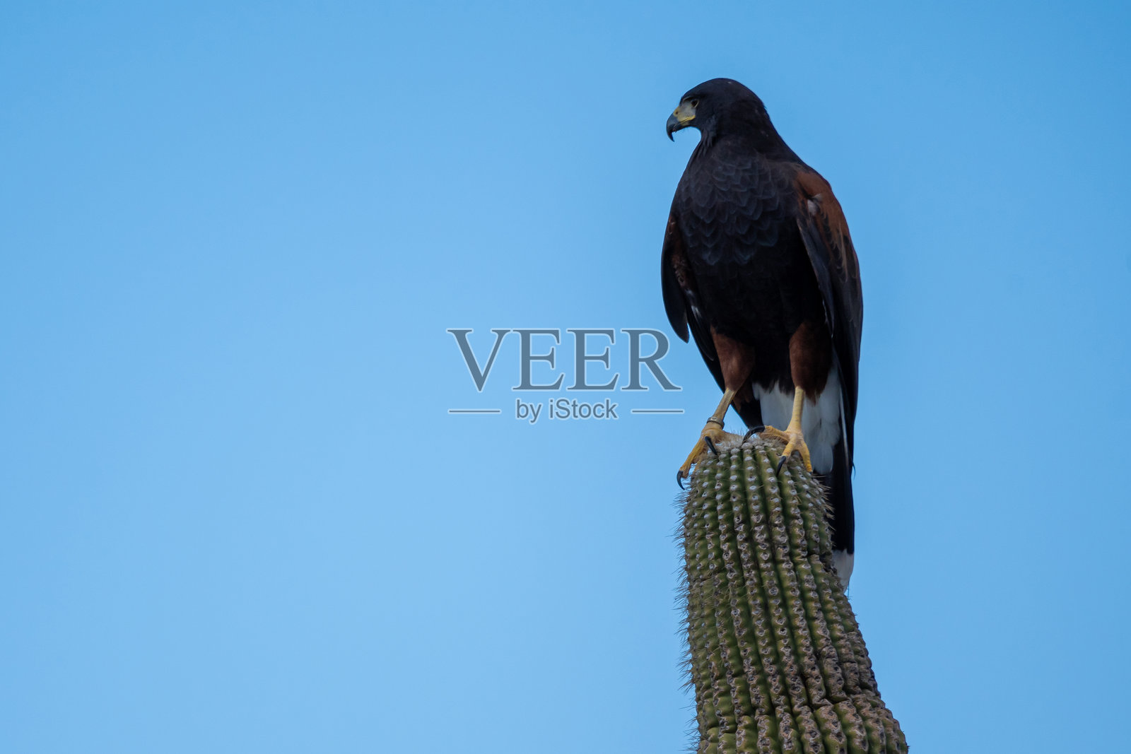 在亚利桑那州图森市的一只深棕色哈里斯鹰照片摄影图片