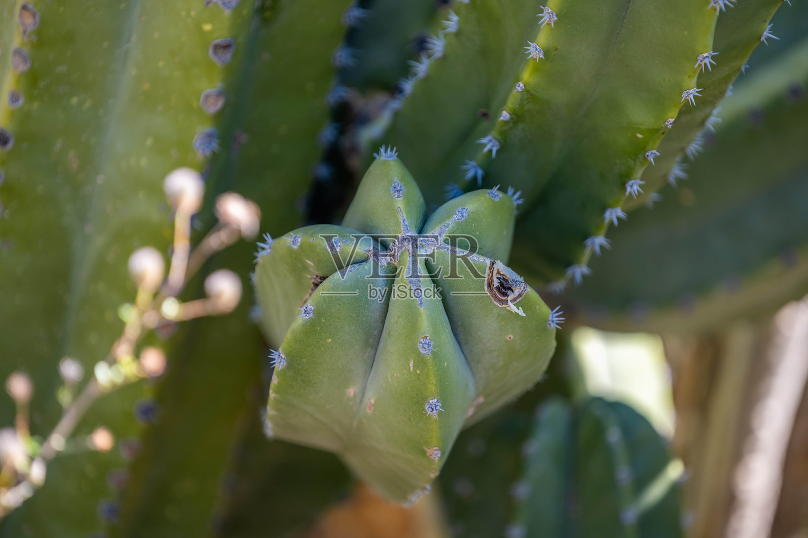 亚利桑那州图森市的一种多刺野生仙人掌植物照片摄影图片