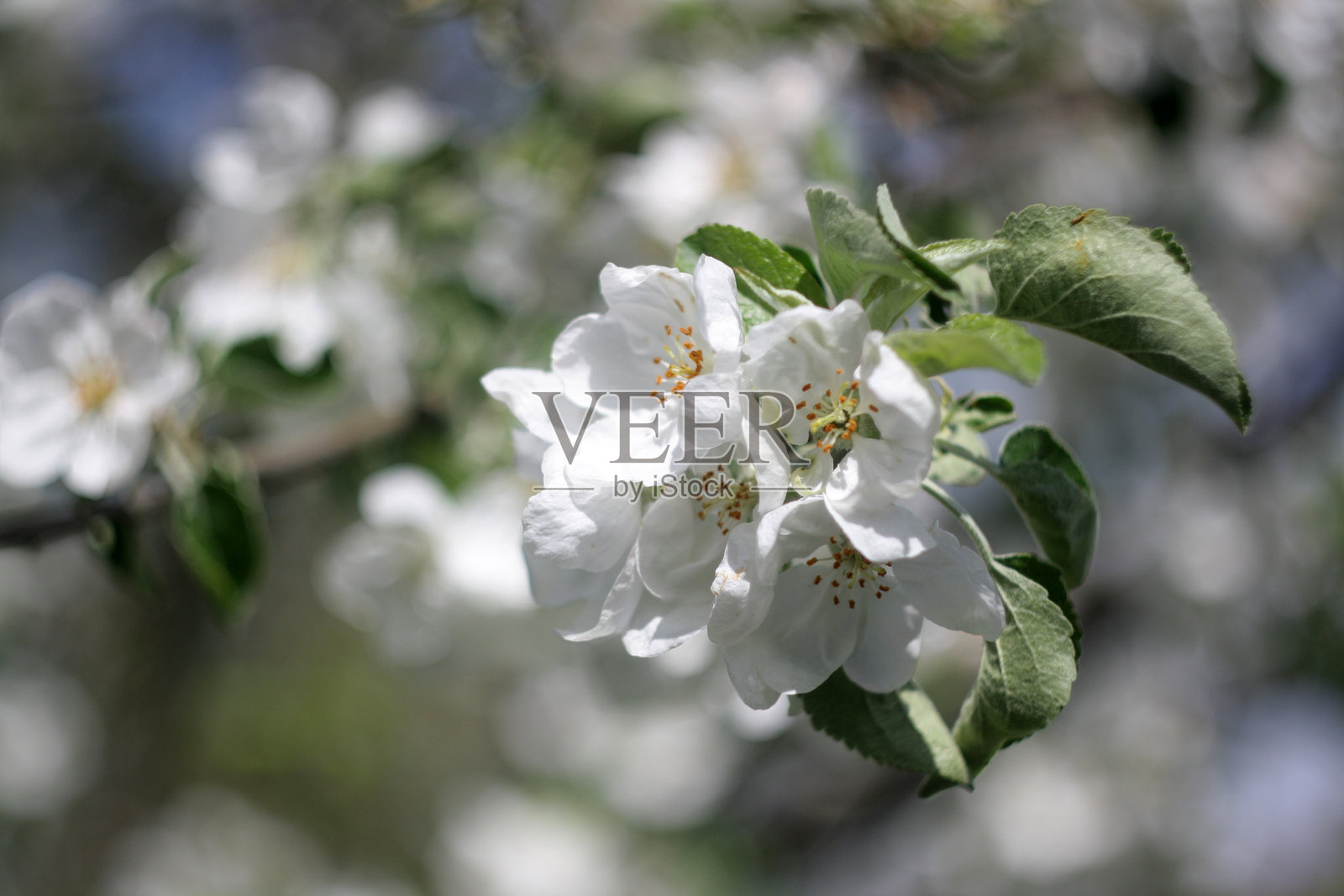 一朵白色花朵在树上盛开。照片摄影图片