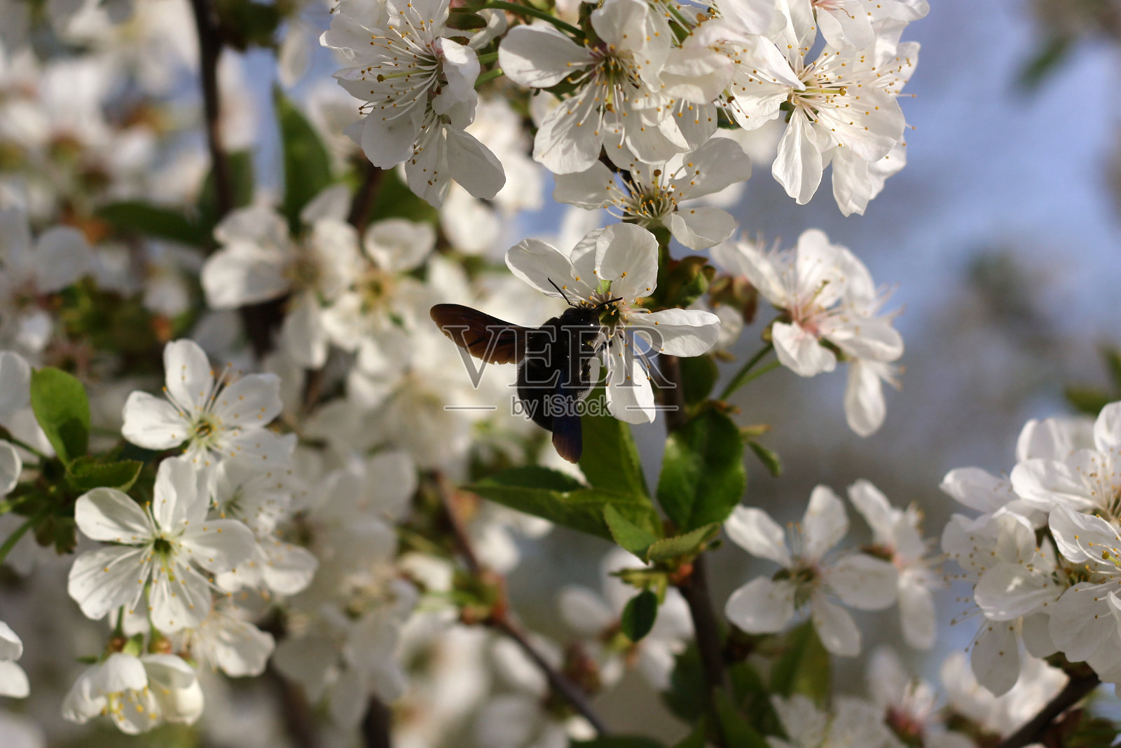 一棵开着白色花朵和绿色叶子的树的特写。照片摄影图片