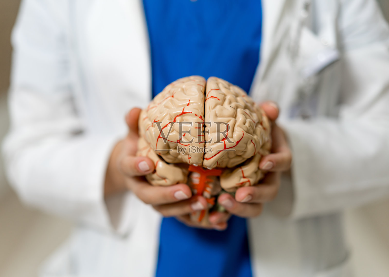 研究人员在实验室环境中检查人脑模型。一位研究人员手持详细的人脑模型，展示神经解剖学。照片摄影图片