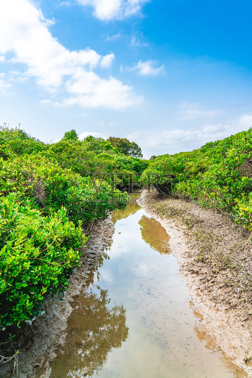 香港美丽的红树林森林照片摄影图片