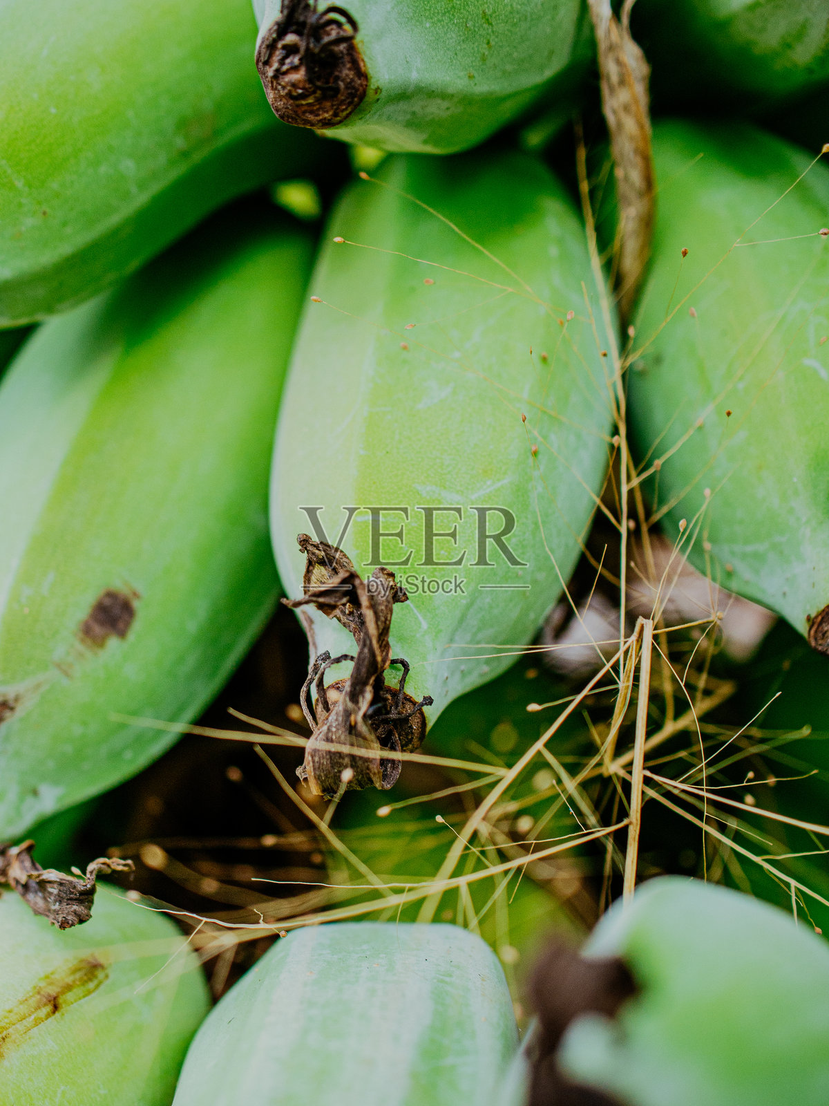 香蕉特写照片摄影图片
