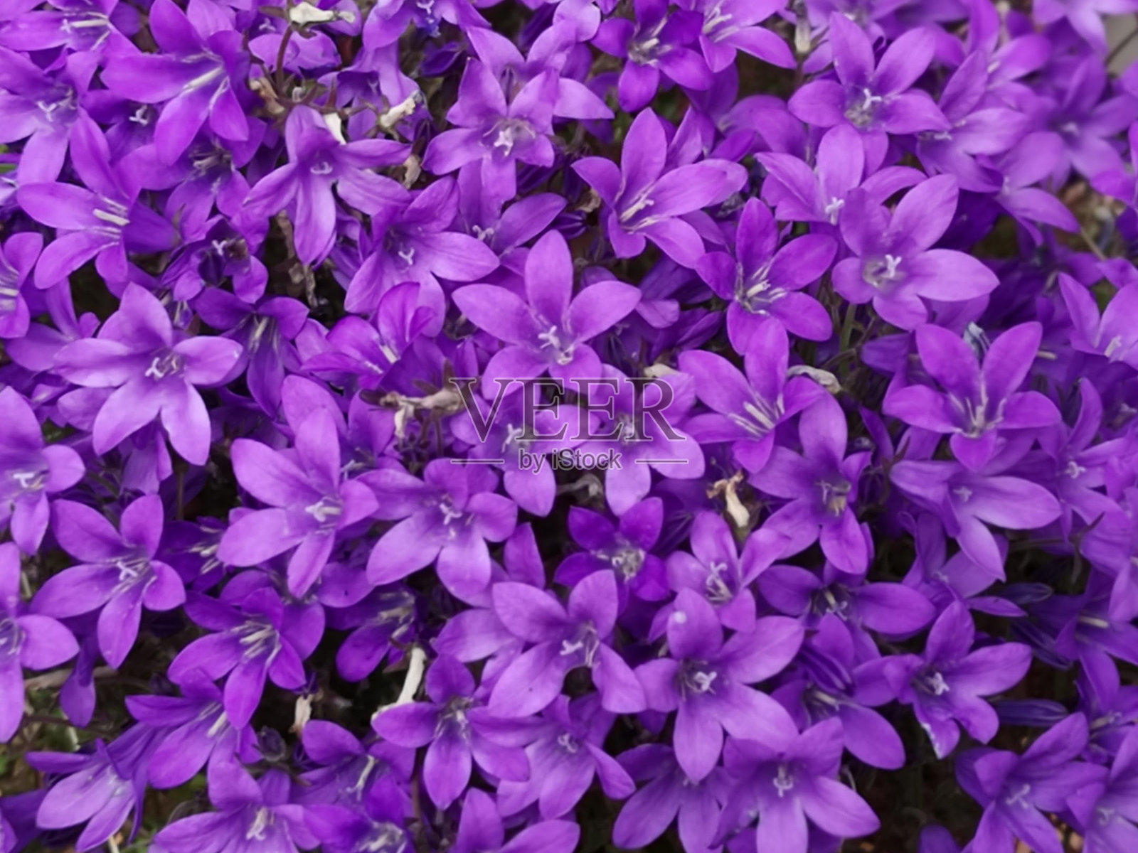 紫色风铃花照片摄影图片