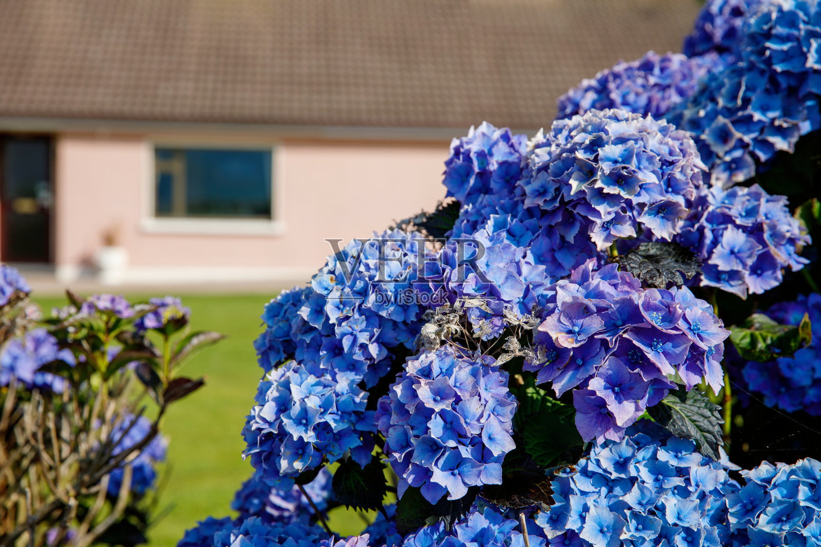 美丽的绣球花在可爱小别墅的前院盛开。景观设计照片摄影图片