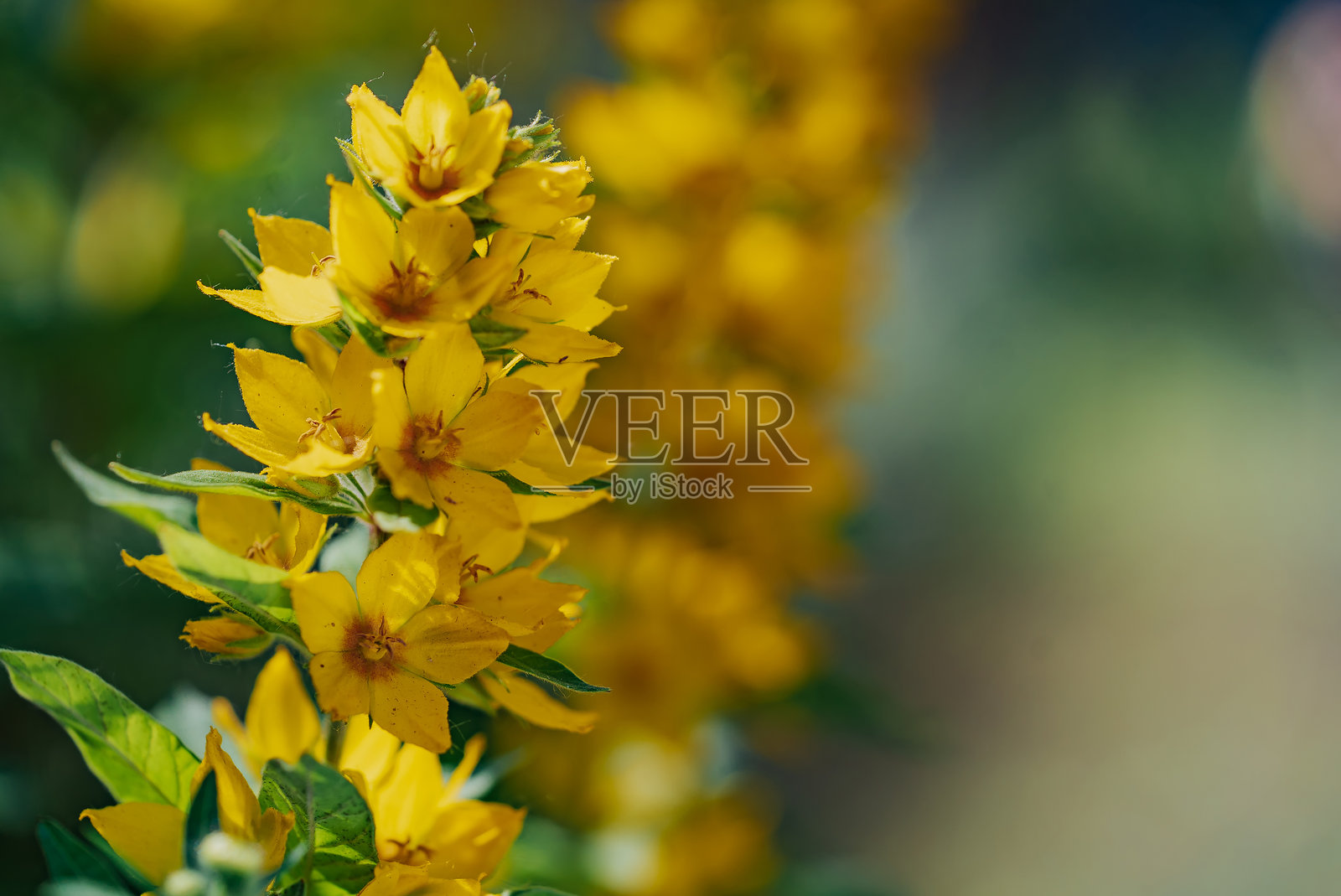 一束盛开的黄色花朵，背景是绿色的。花朵绽放得非常鲜艳。照片摄影图片