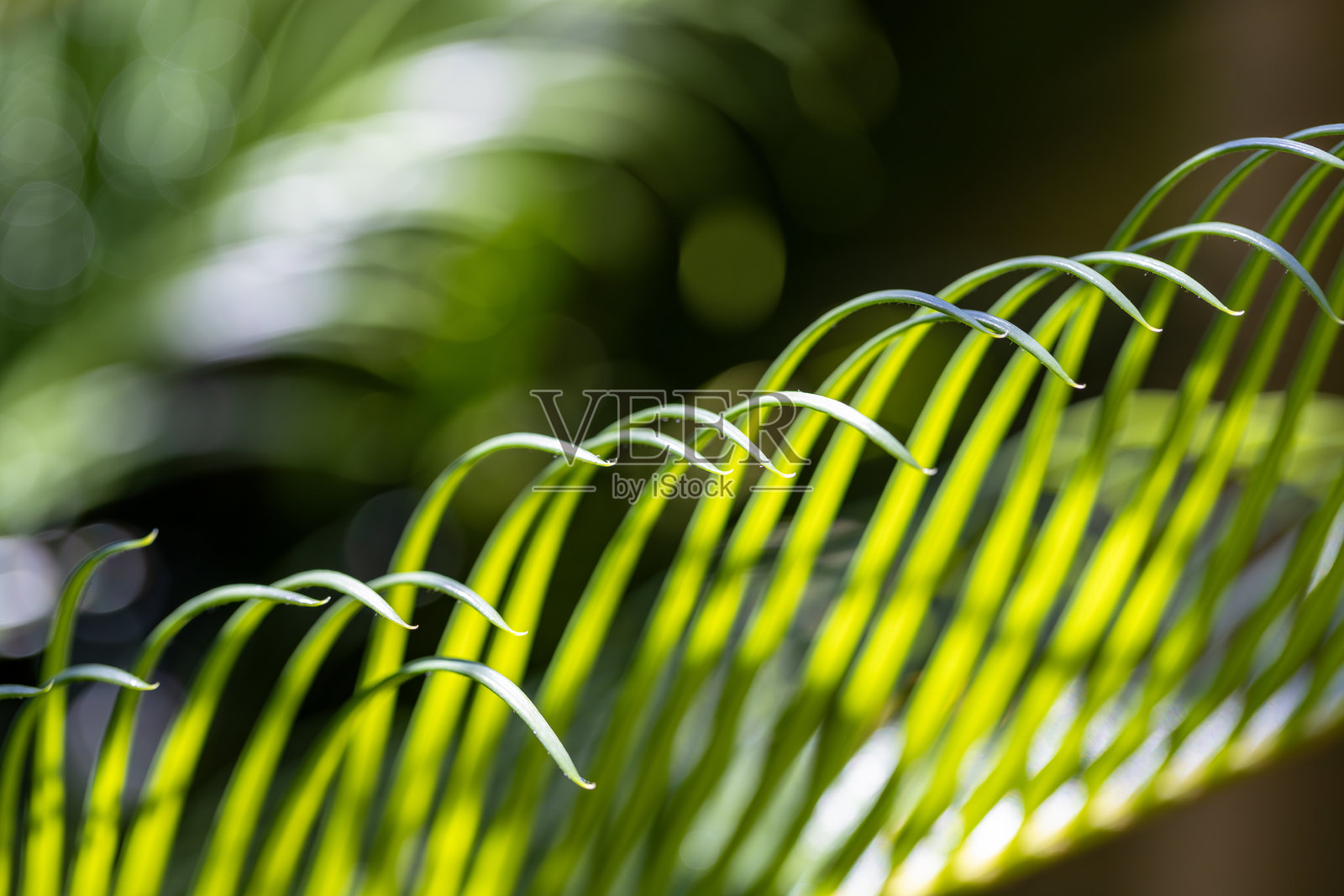 阳光下的蕨类植物特写，苏铁，背景留白照片摄影图片