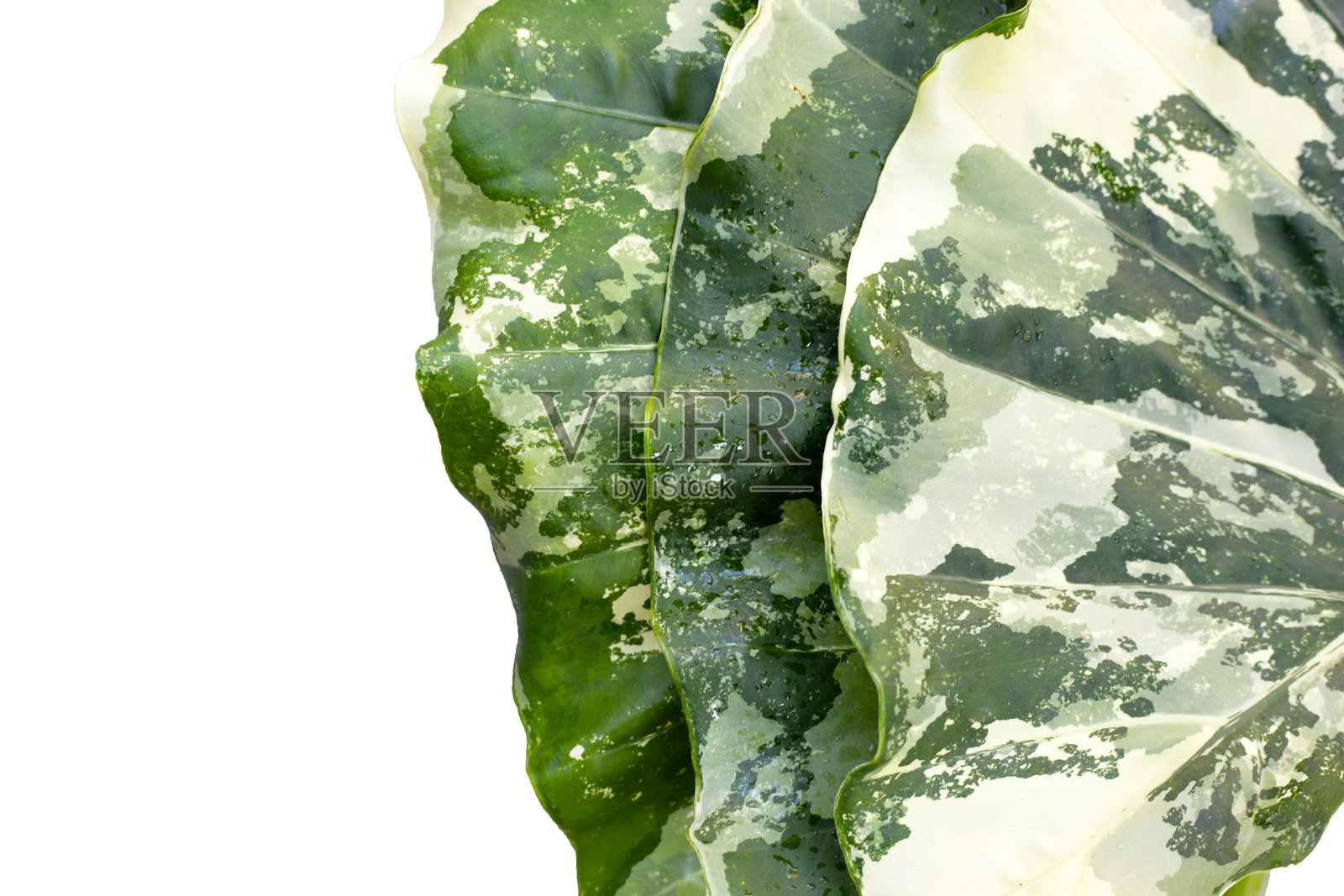 大象耳（Alocasia macrorrhizos），白色和绿色的叶子照片摄影图片