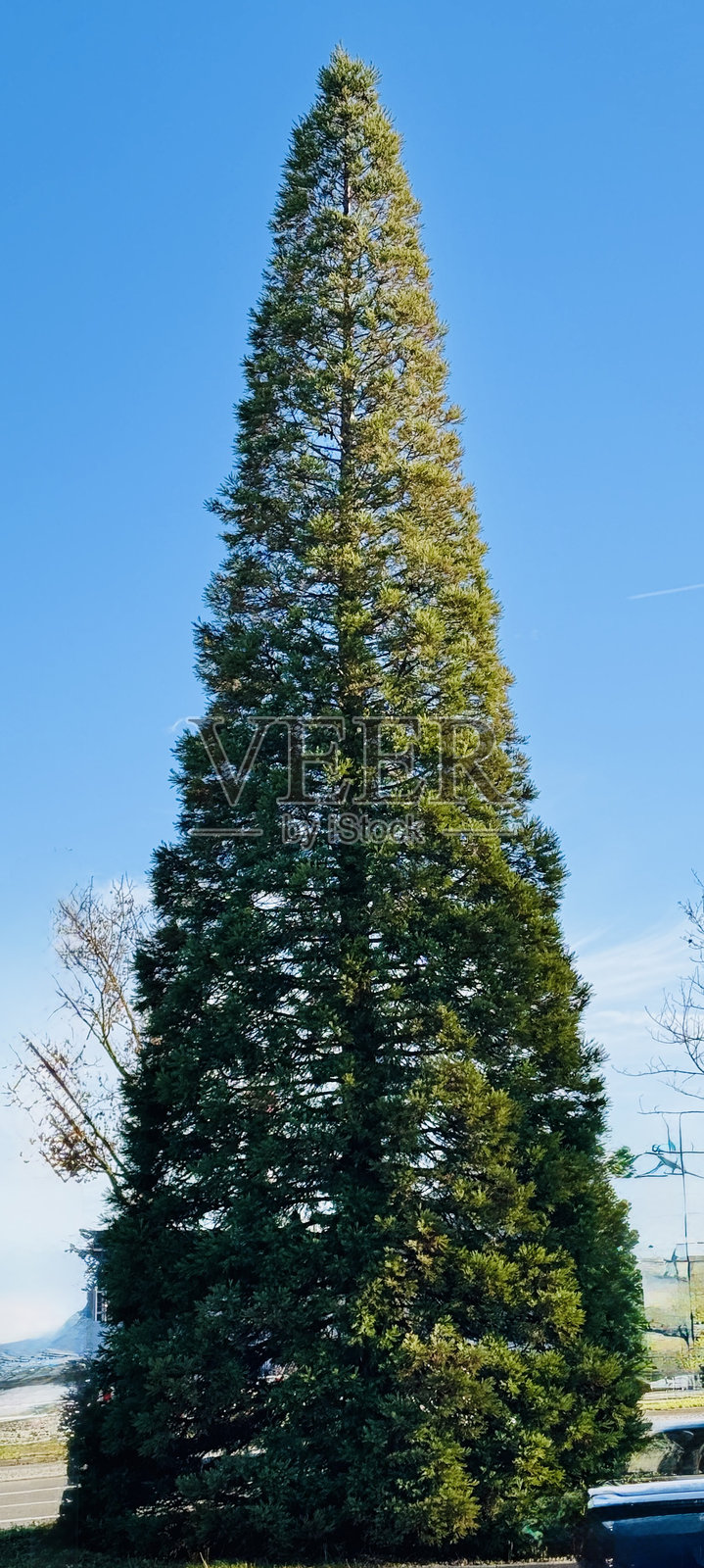 巨大的圣诞树准备中照片摄影图片