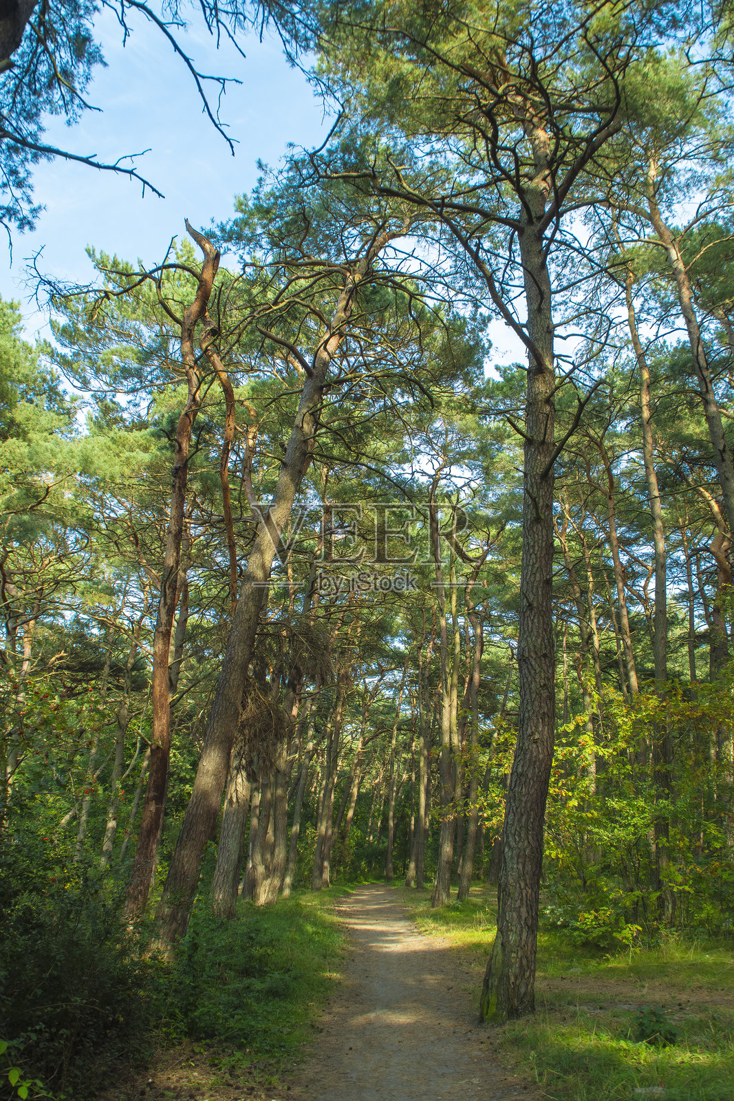 夏季背景，树木间的小路。森林中的土路适合徒步旅行。照片摄影图片