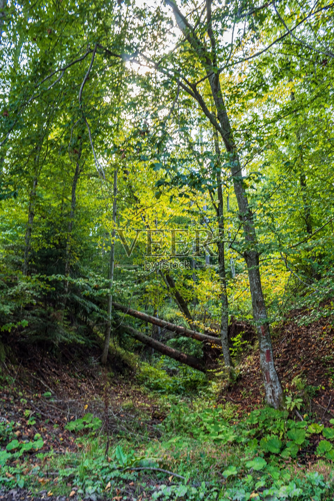 风景 - 森林 - 欧洲，罗马尼亚，苏恰瓦地区照片摄影图片