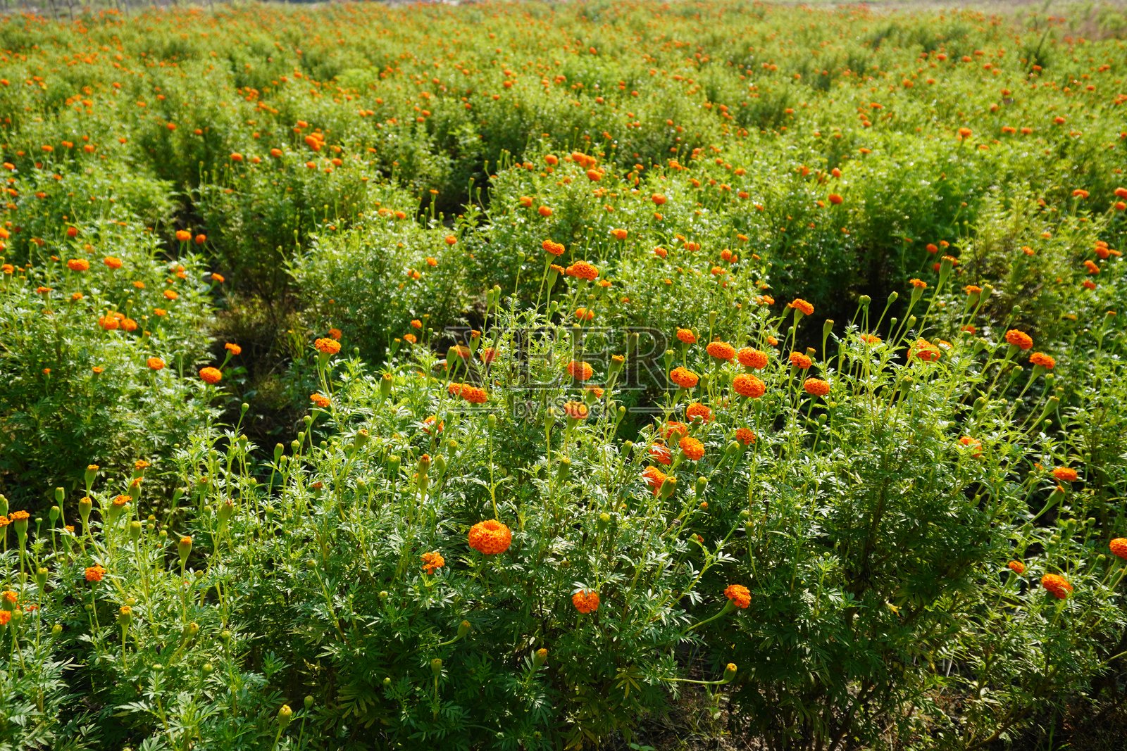 一片绿油油的田野，盛开着金盏花。照片摄影图片