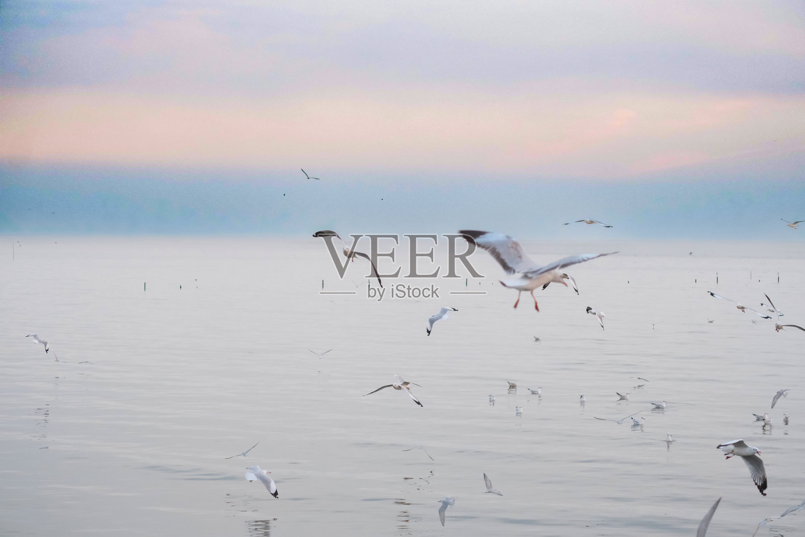 黄昏时分的一群鸟。照片摄影图片