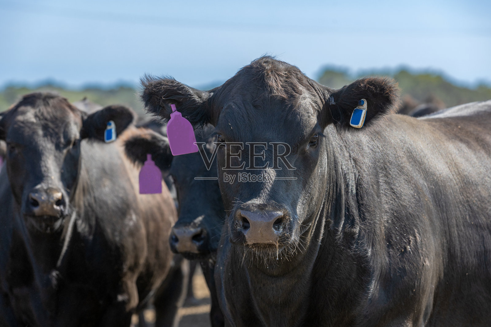 黑安格斯牛在饲养场或饲料场照片摄影图片