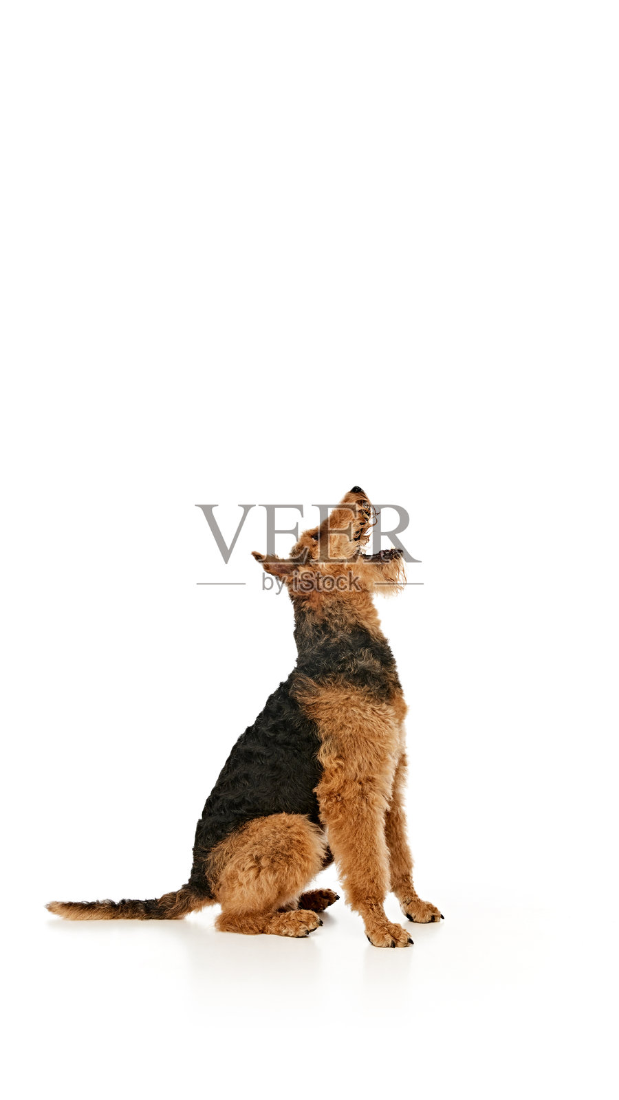 顽皮的艾尔戴尔犬坐在后腿上，嘴巴大张，耳朵竖起，眼中充满兴奋，背景为白色摄影棚。照片摄影图片