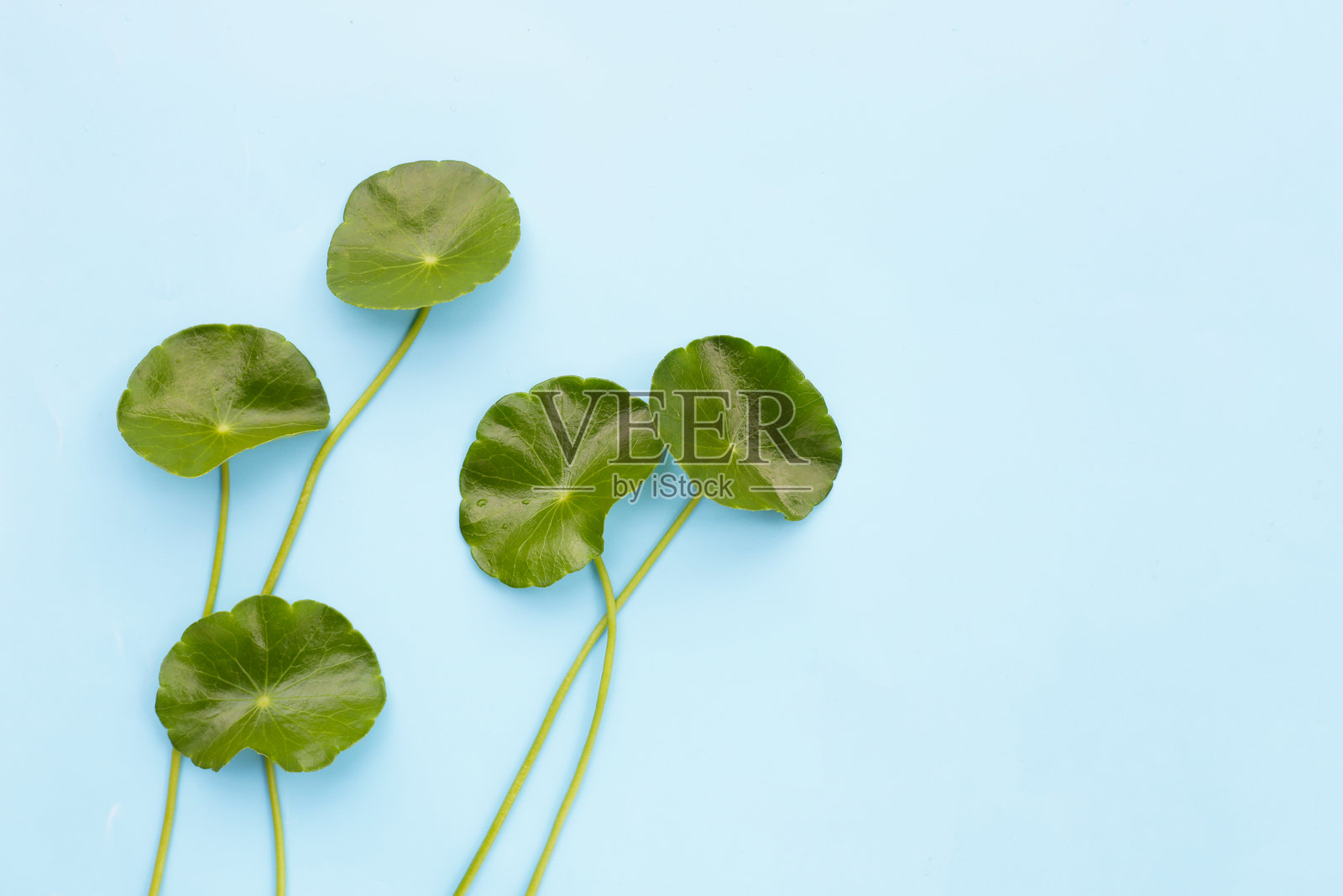 新鲜的积雪草叶子。 Gotu kola草本植物照片摄影图片