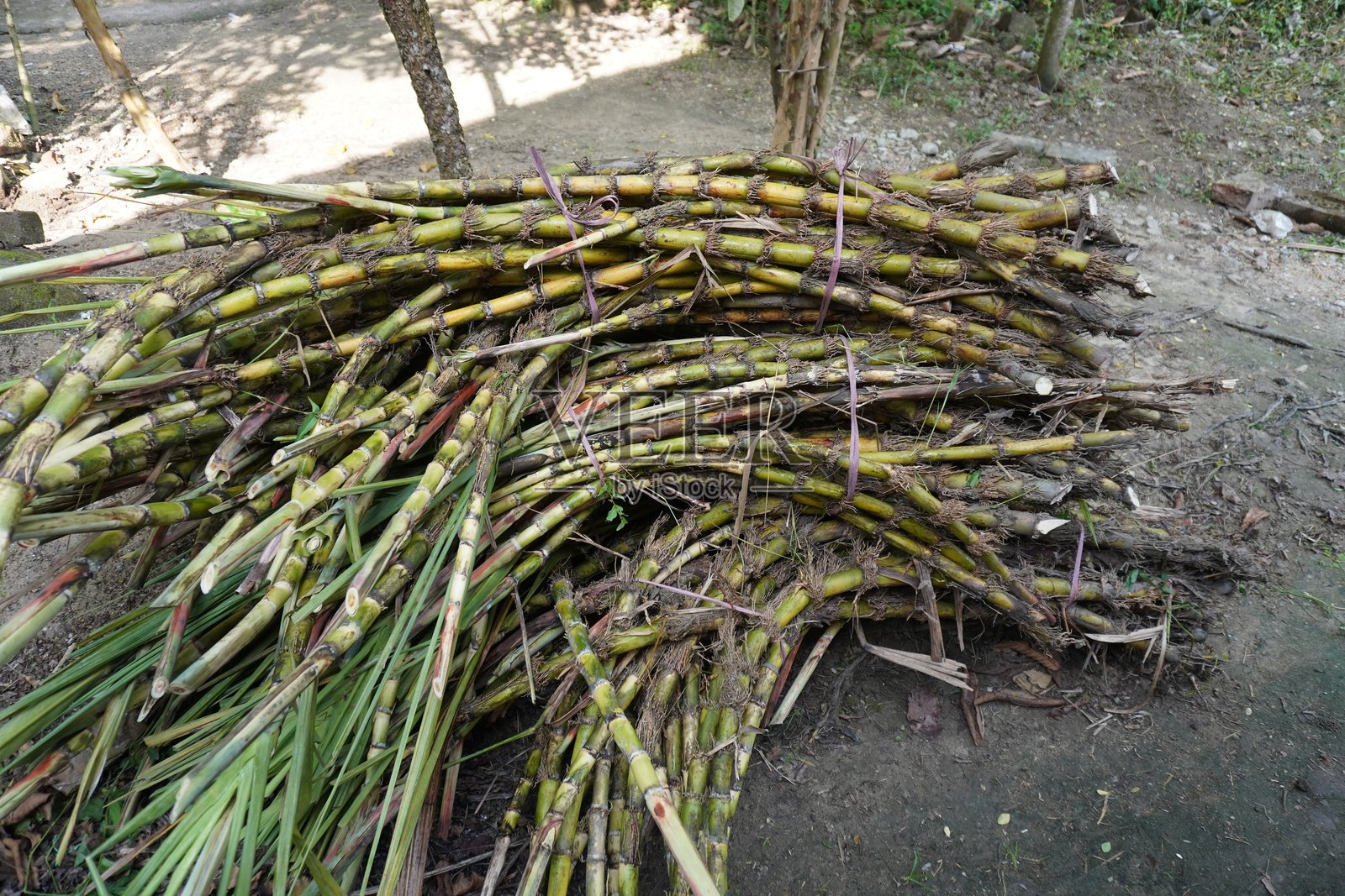 一束新鲜的甘蔗来自田野照片摄影图片