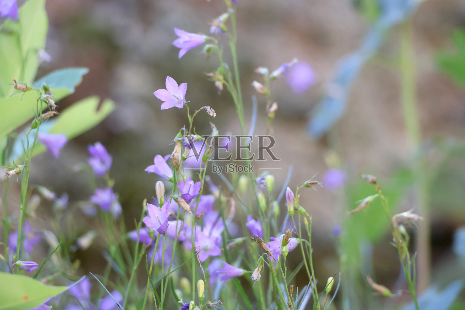 紫色的散布铃兰花，铃兰（Campanula patula）照片摄影图片