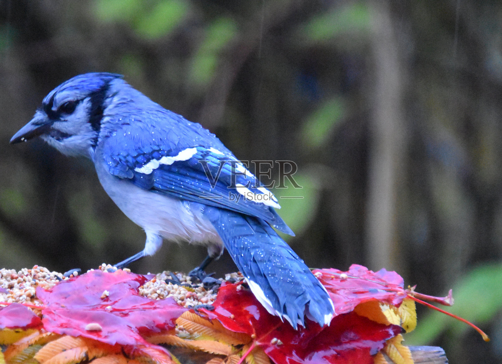 在饲料槽旁照片摄影图片