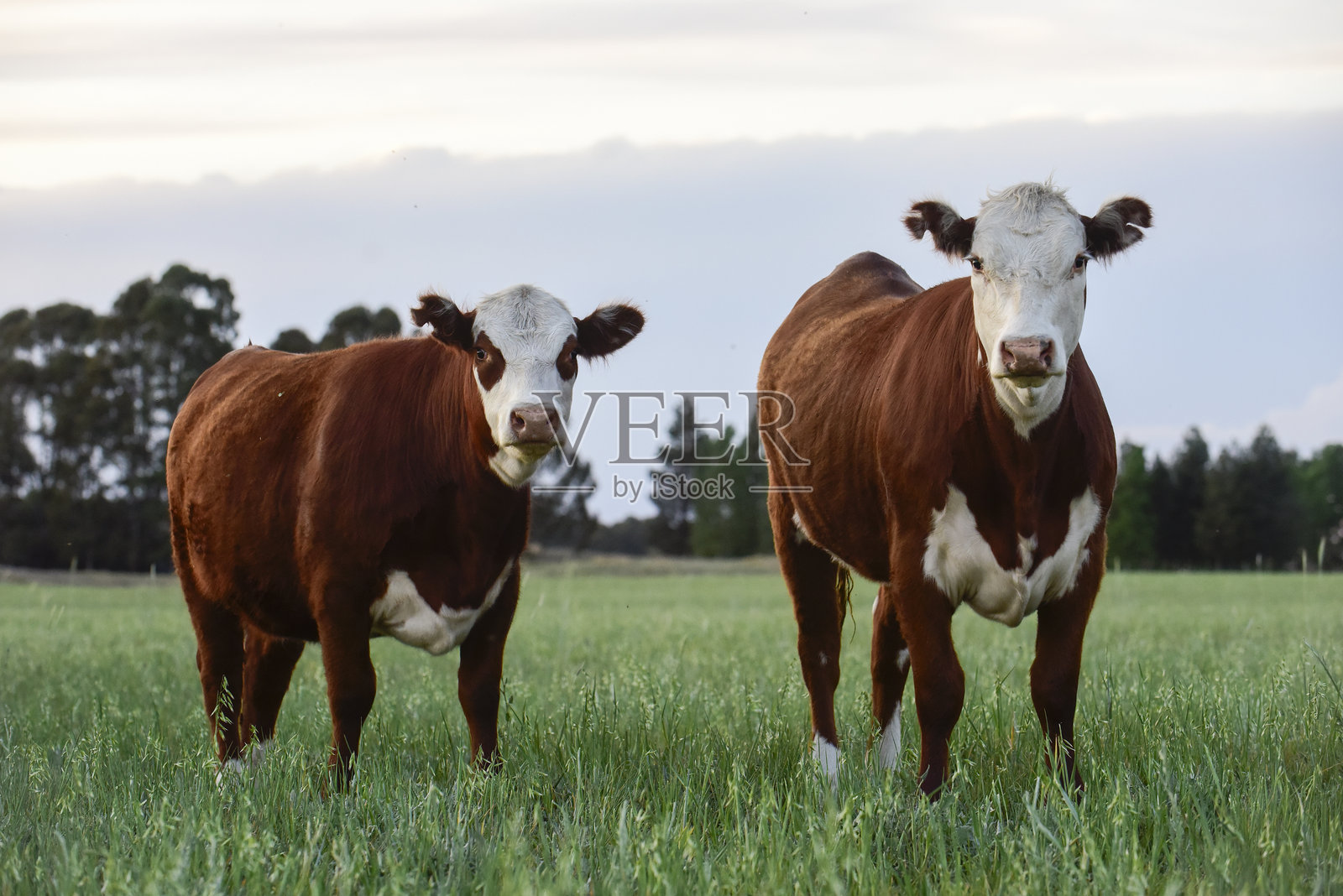阿根廷乡村的牛群，位于拉潘帕省，巴塔哥尼亚，阿根廷。照片摄影图片