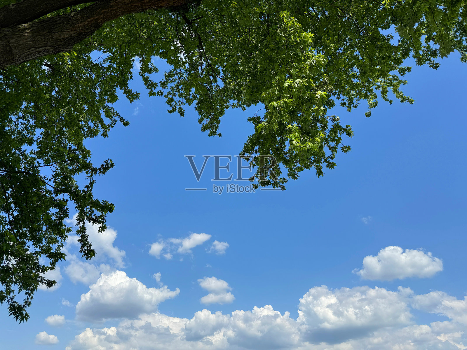 蓝天白云下的绿色树叶照片摄影图片