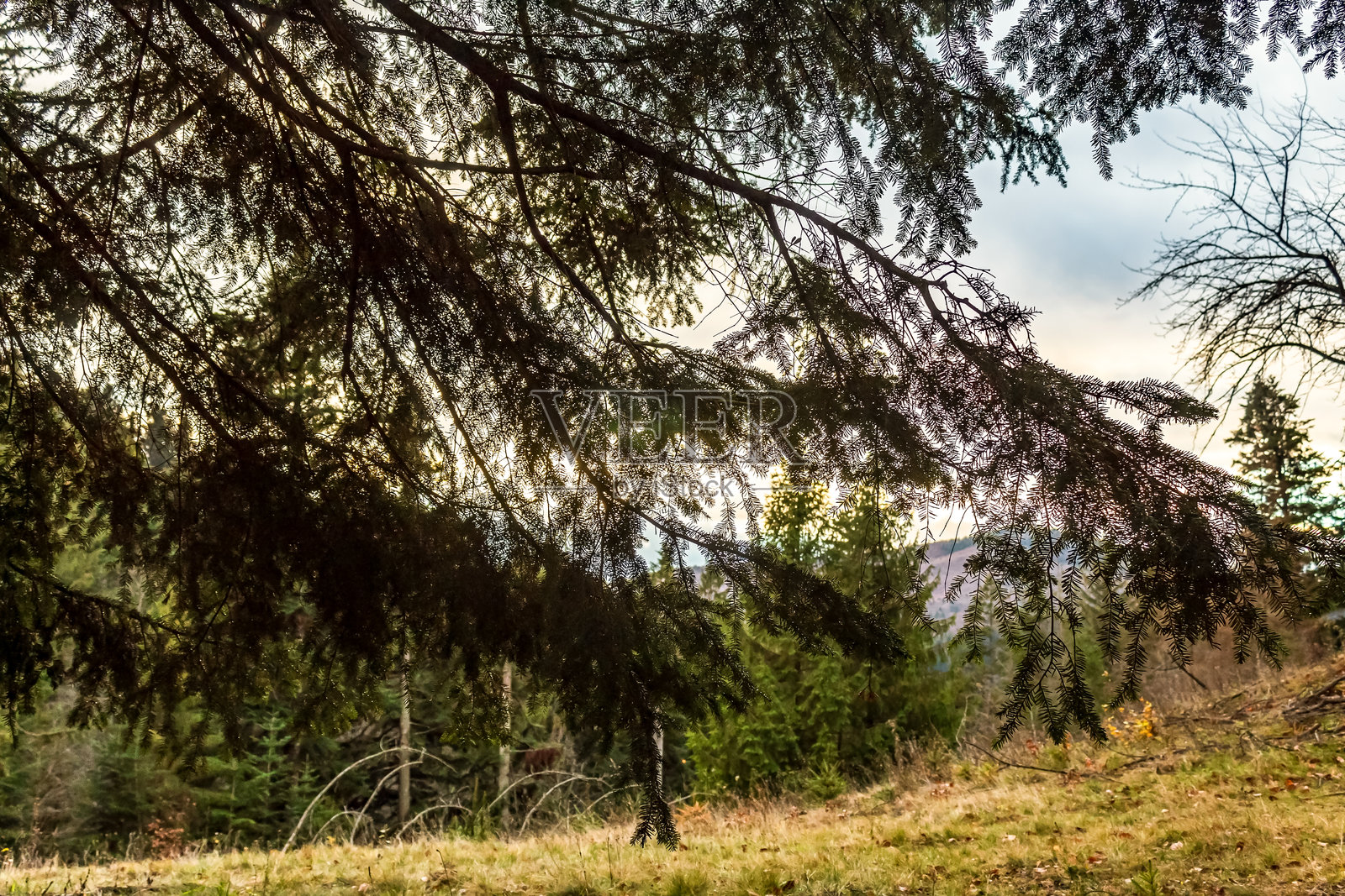 风景 - 森林 - 欧洲，罗马尼亚，苏恰瓦地区照片摄影图片