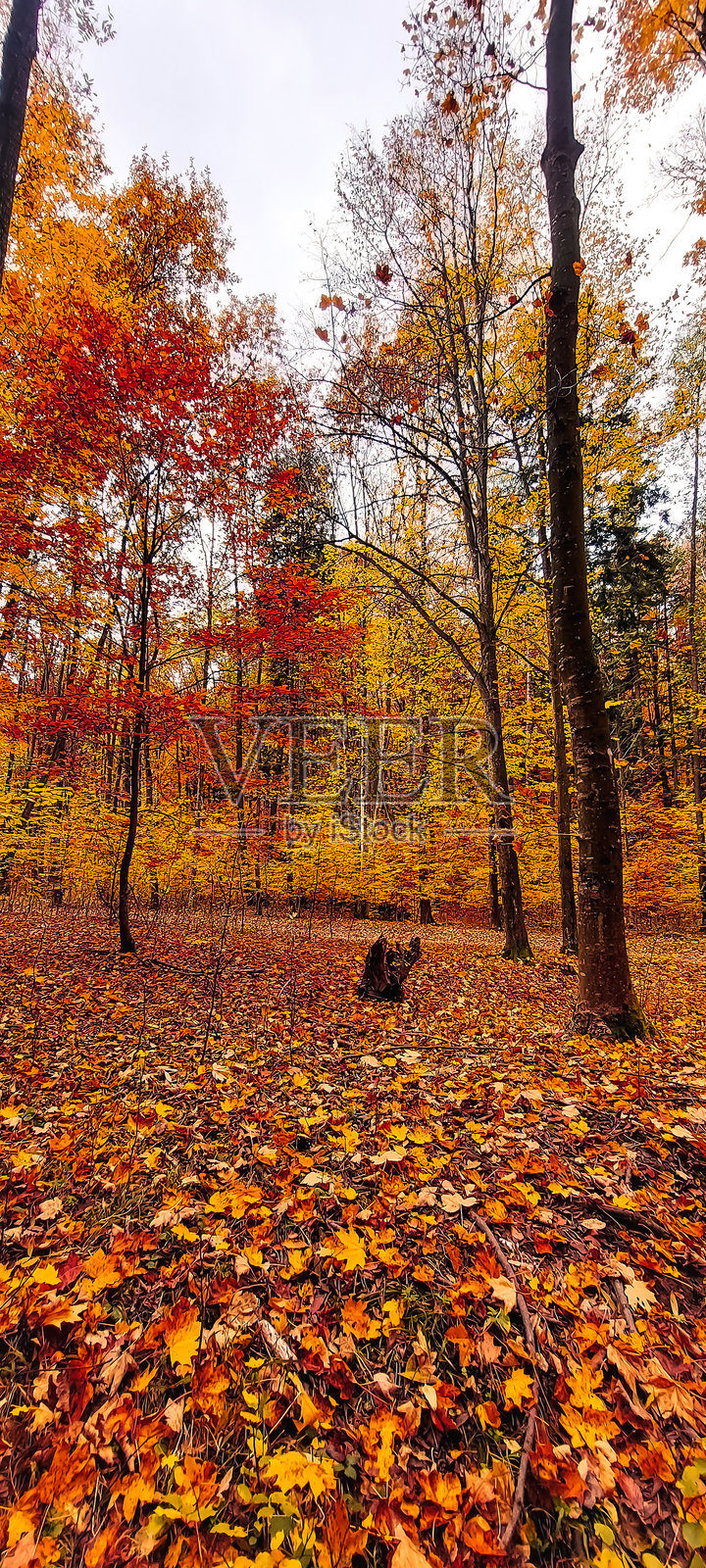 风景 - 森林 - 欧洲，罗马尼亚，苏恰瓦地区照片摄影图片
